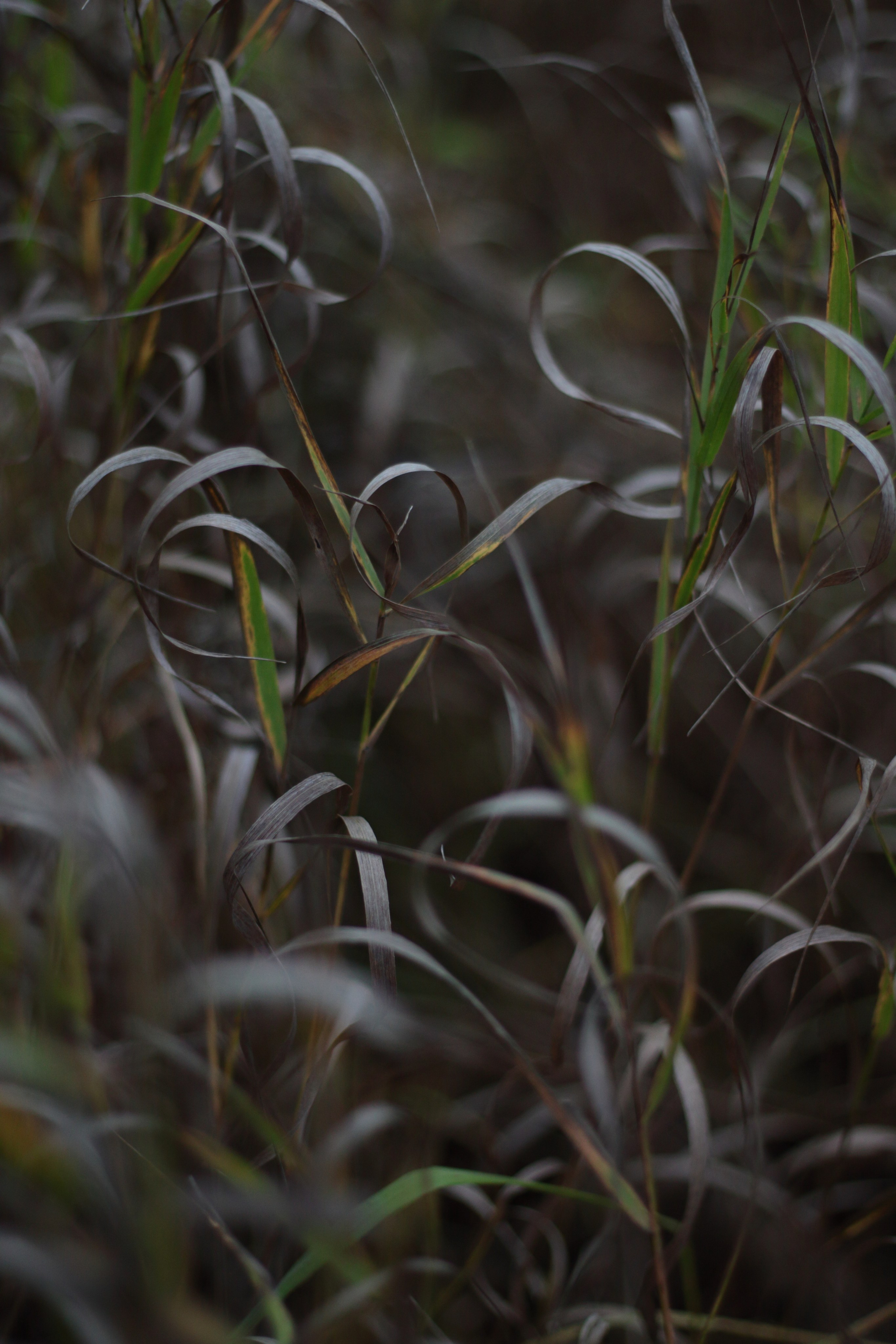 Старое природное, отбирала Katamount (Катерина Горохова). Главная