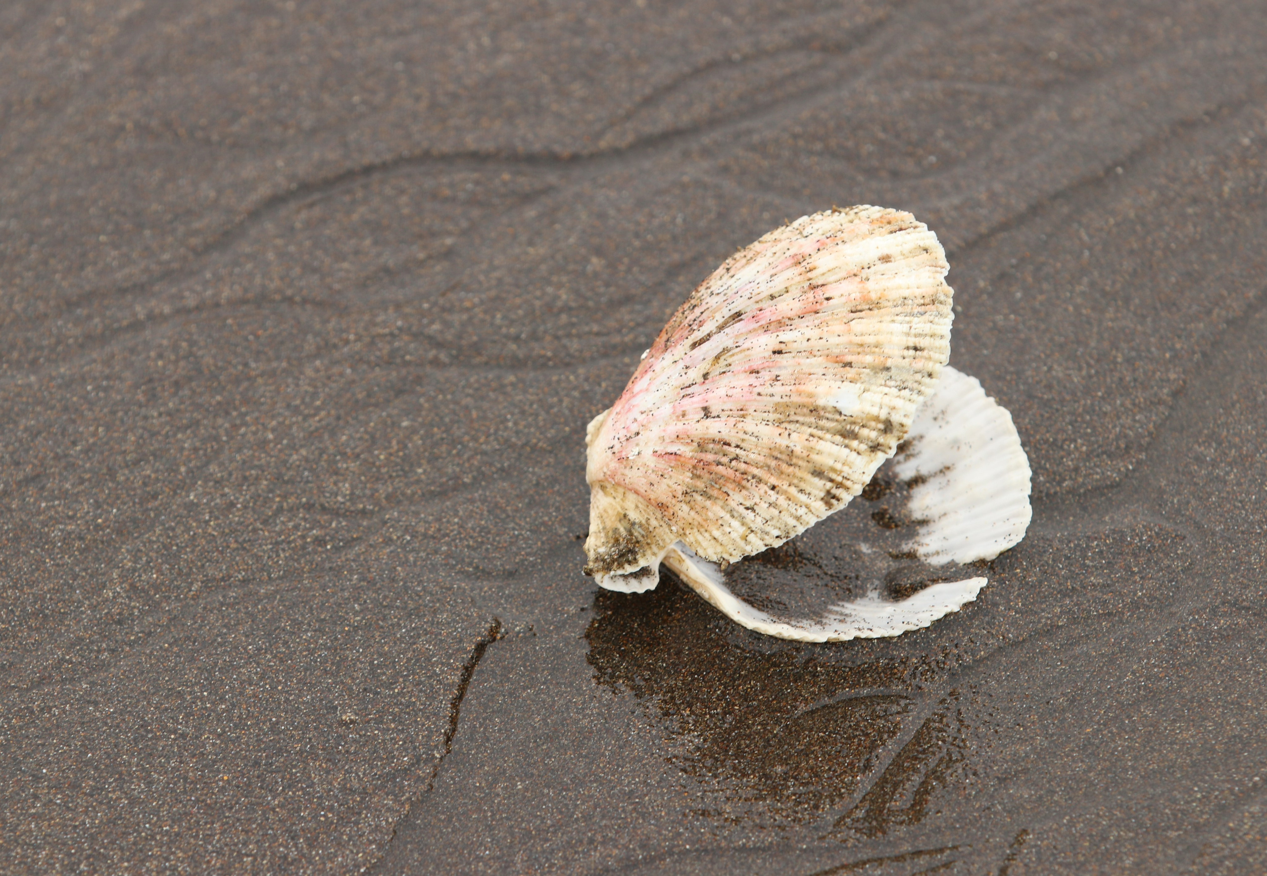 Камчатка и о. Парамушир. Июль 2024. Путешественник-фотограф из Санкт-Петербурга Татьяна Свистулина