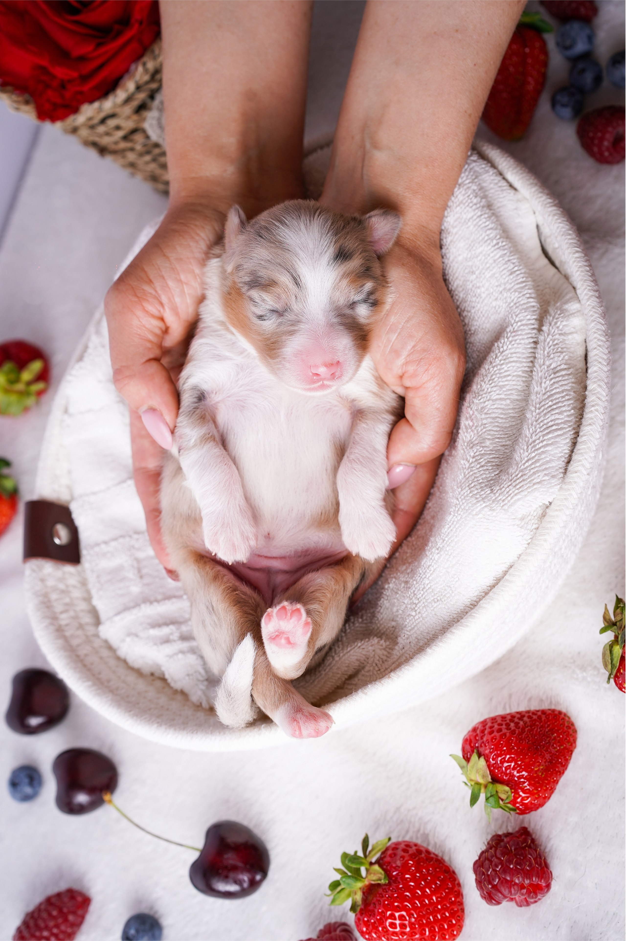 Щенки аусси. Фотограф-анималист в Санкт-Петербурге Яна Мартынова