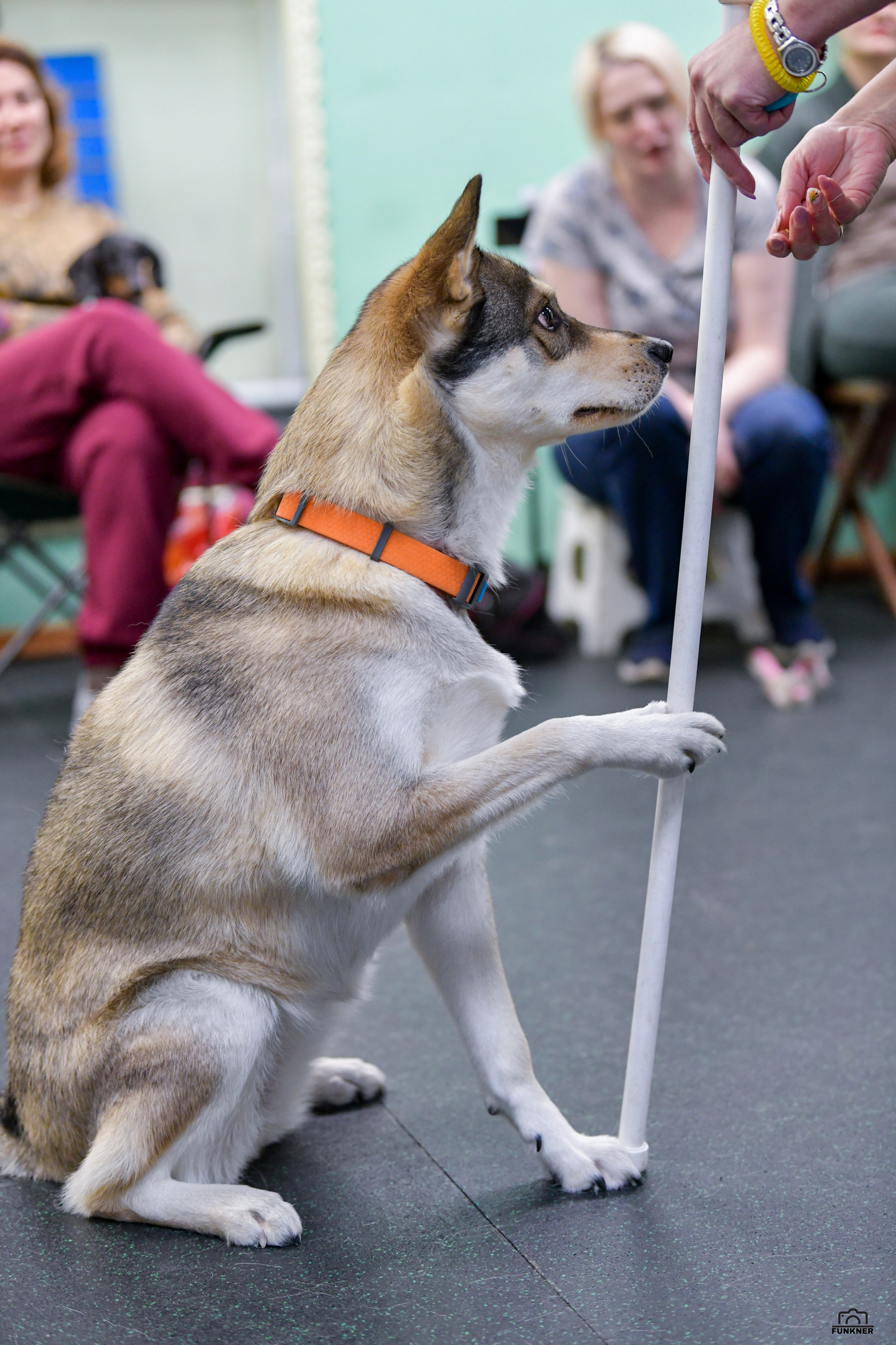 Кинологический клуб «Бодрый хвост». Свой взгляд через объектив