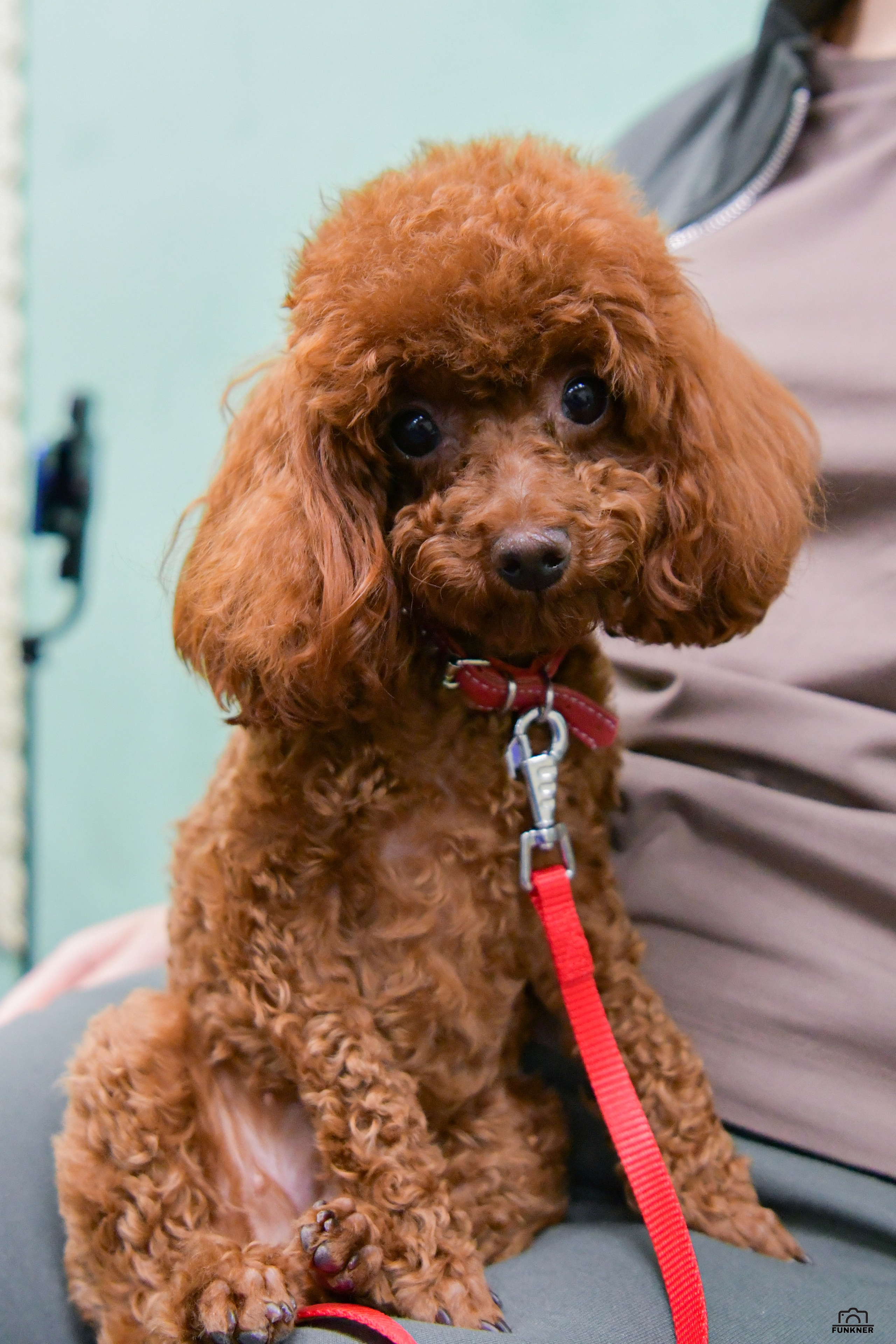 Кинологический клуб «Бодрый хвост». Свой взгляд через объектив