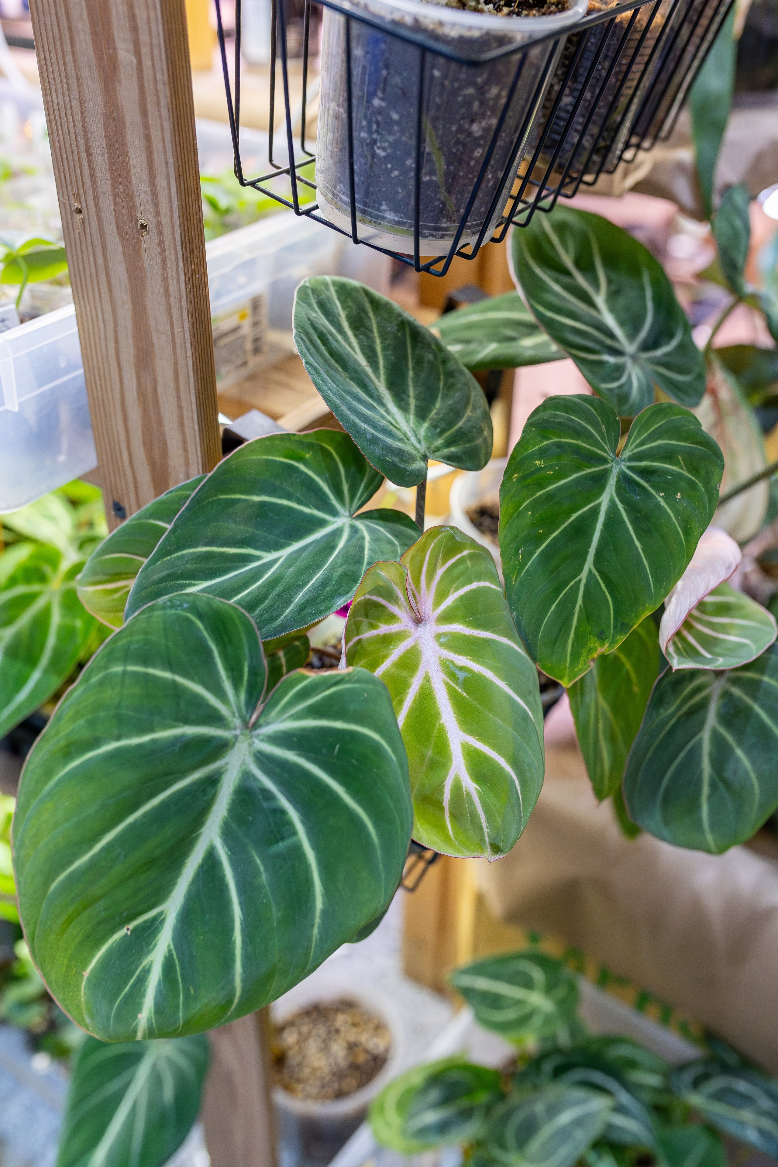 Орхидиум 12.2025. Александра Куликова фотограф, Москва