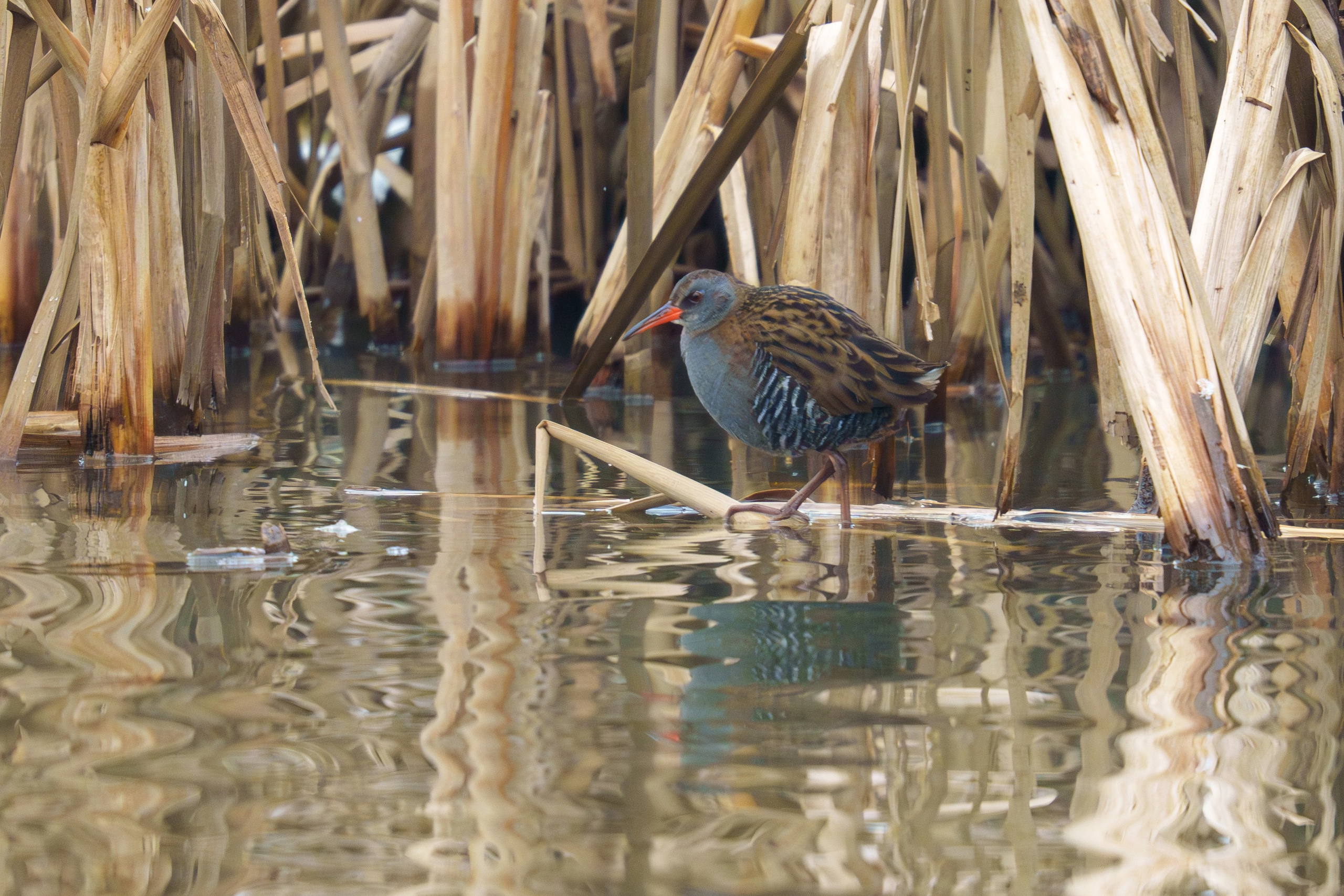 Удивительные мир птиц. Вокруг нас столько прекрасного — присмотритесь!. Ваш личный фотограф Марина Волкова