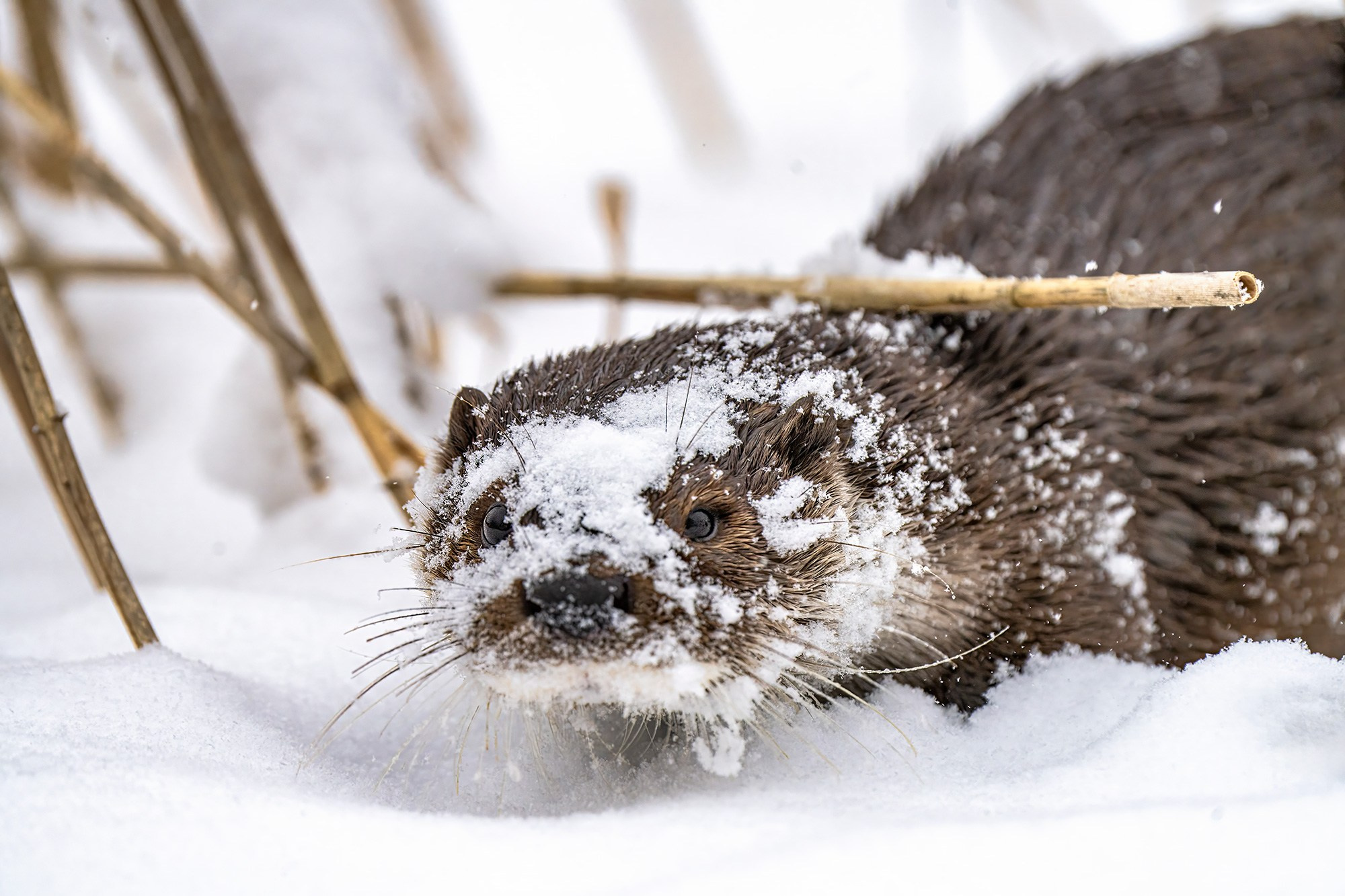 Зимой в Белоруссии. Фотограф Владимир Остапенко