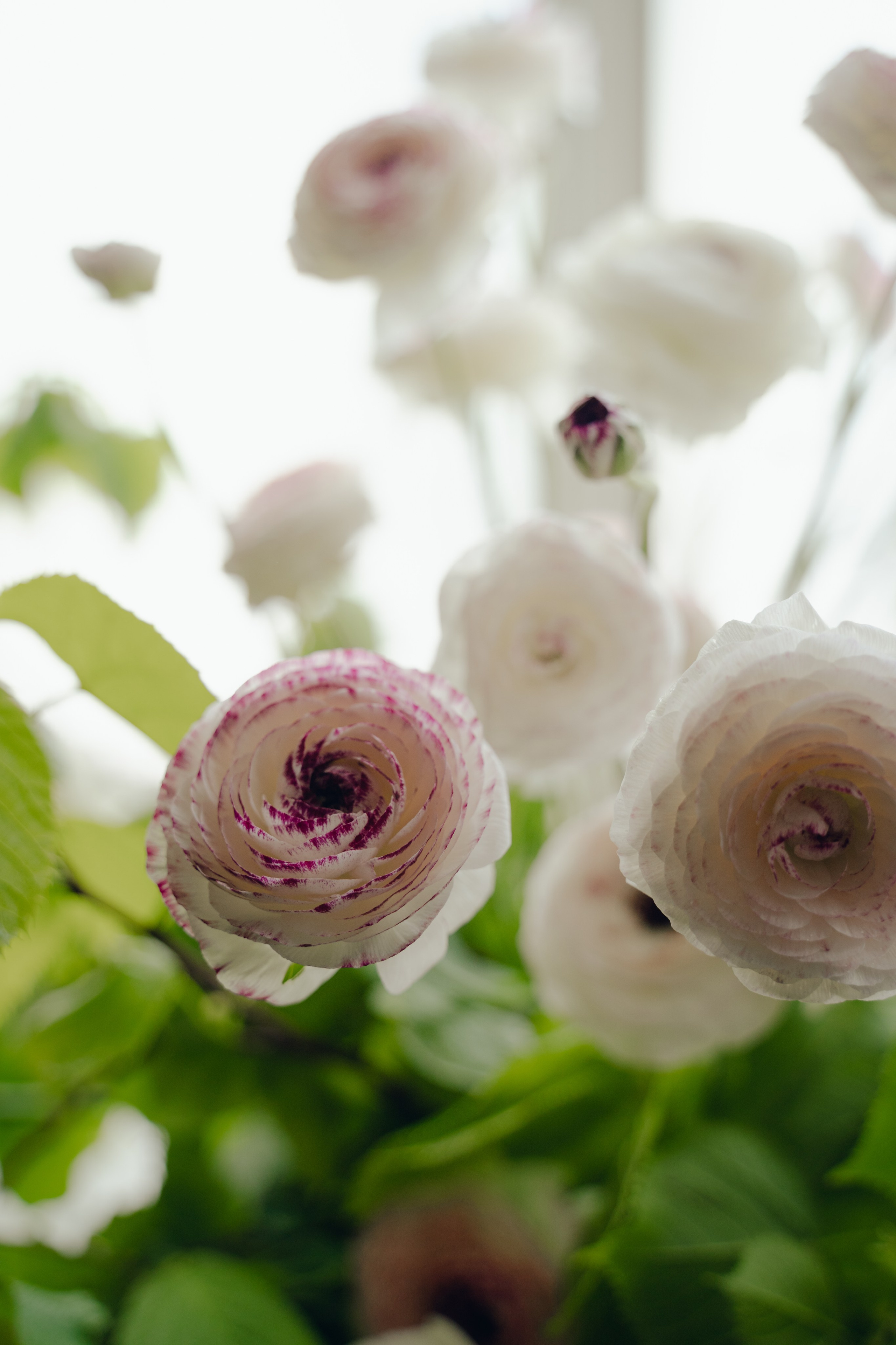 The Secret Garden. Портретный фотограф в Краснодаре Валерия Матирная