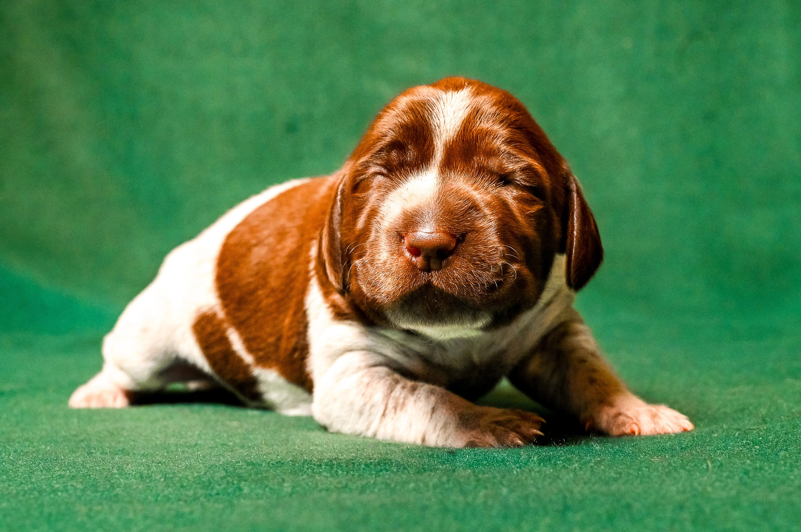 Питомцы. Интерьерный фотограф. Фото- видеосъемка недвижимости Санкт-Петербург