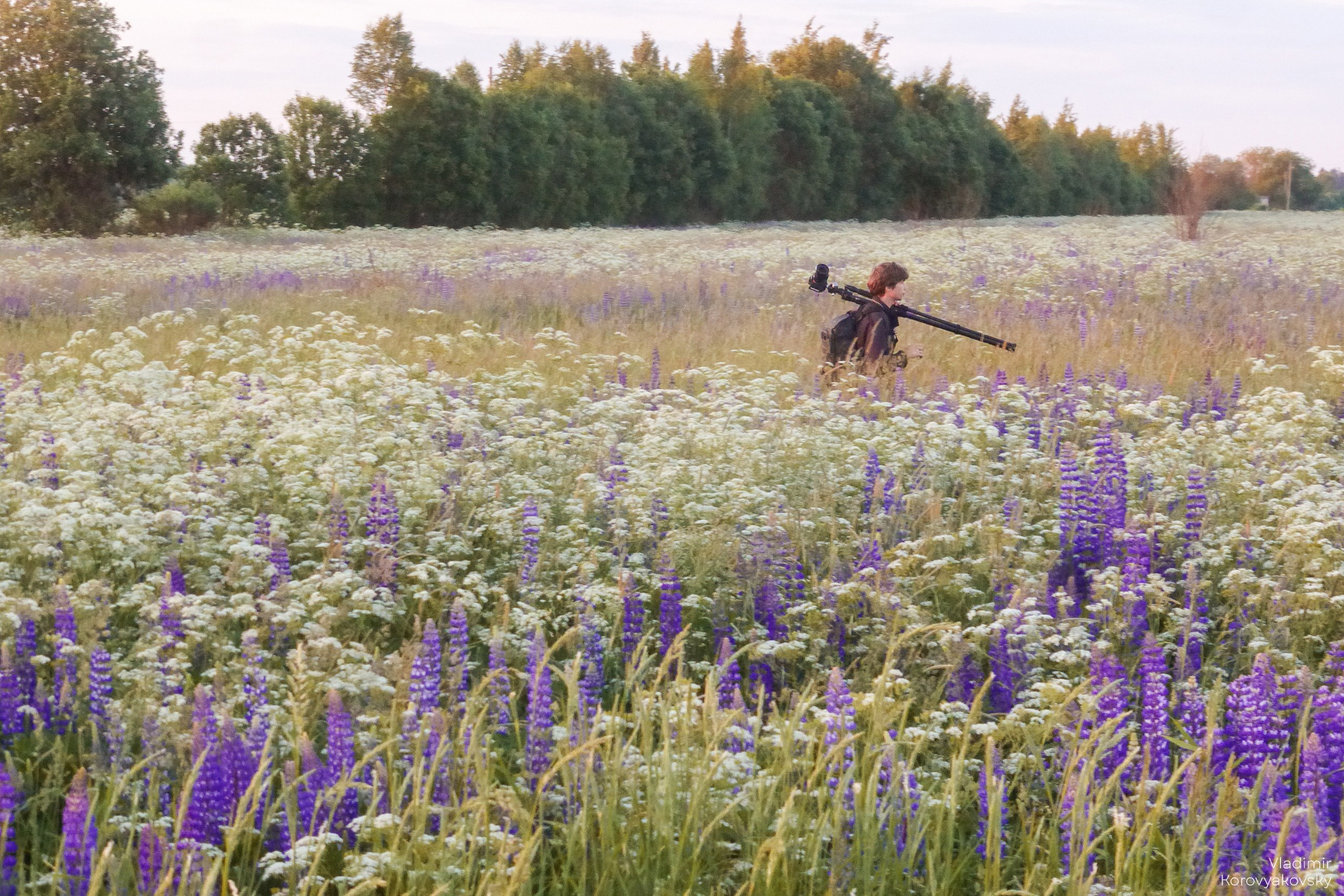 Nature. Photographer Vladimir Korovyakovsky