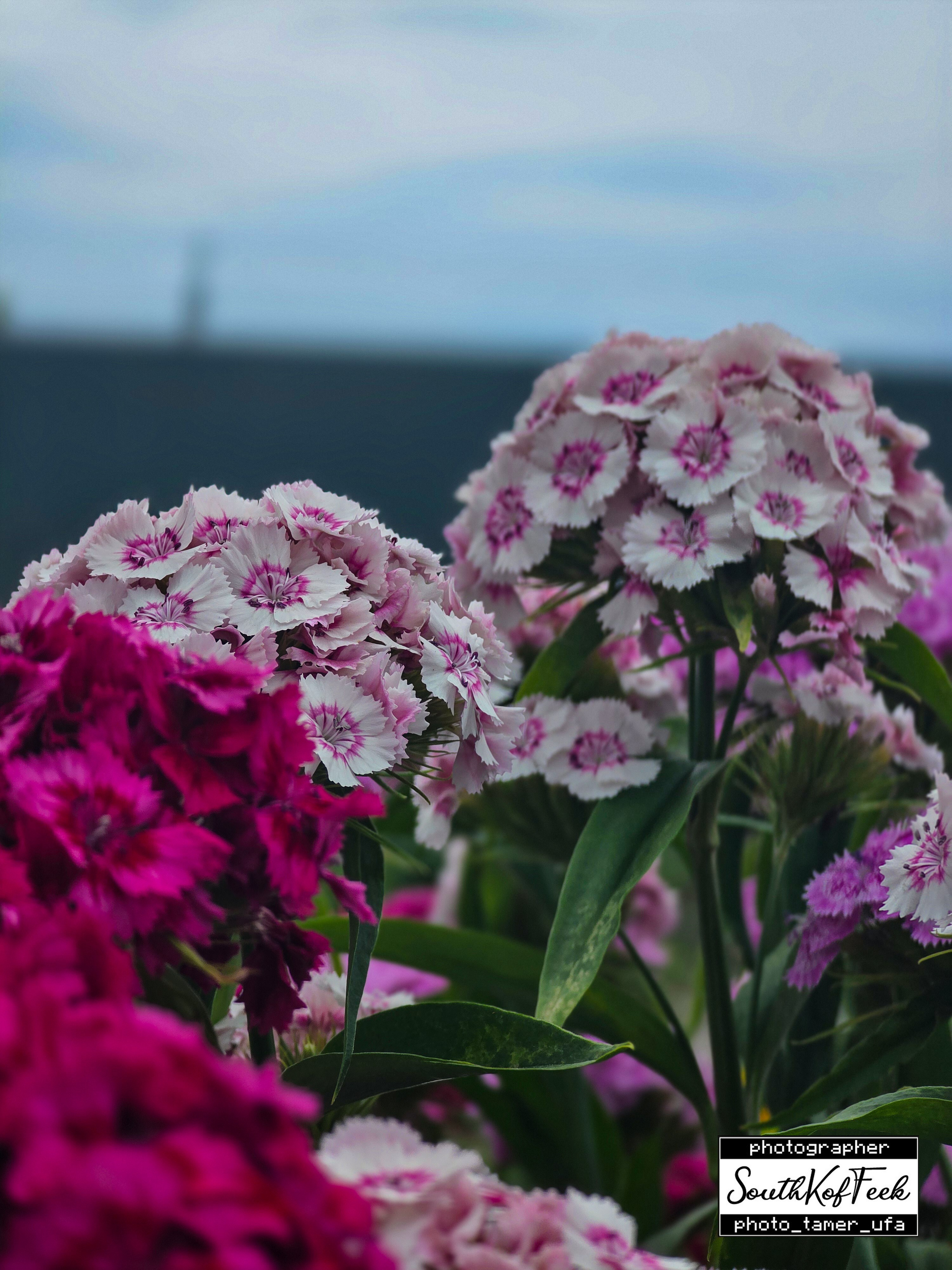 Цветы?. Photo Tamer Ufa