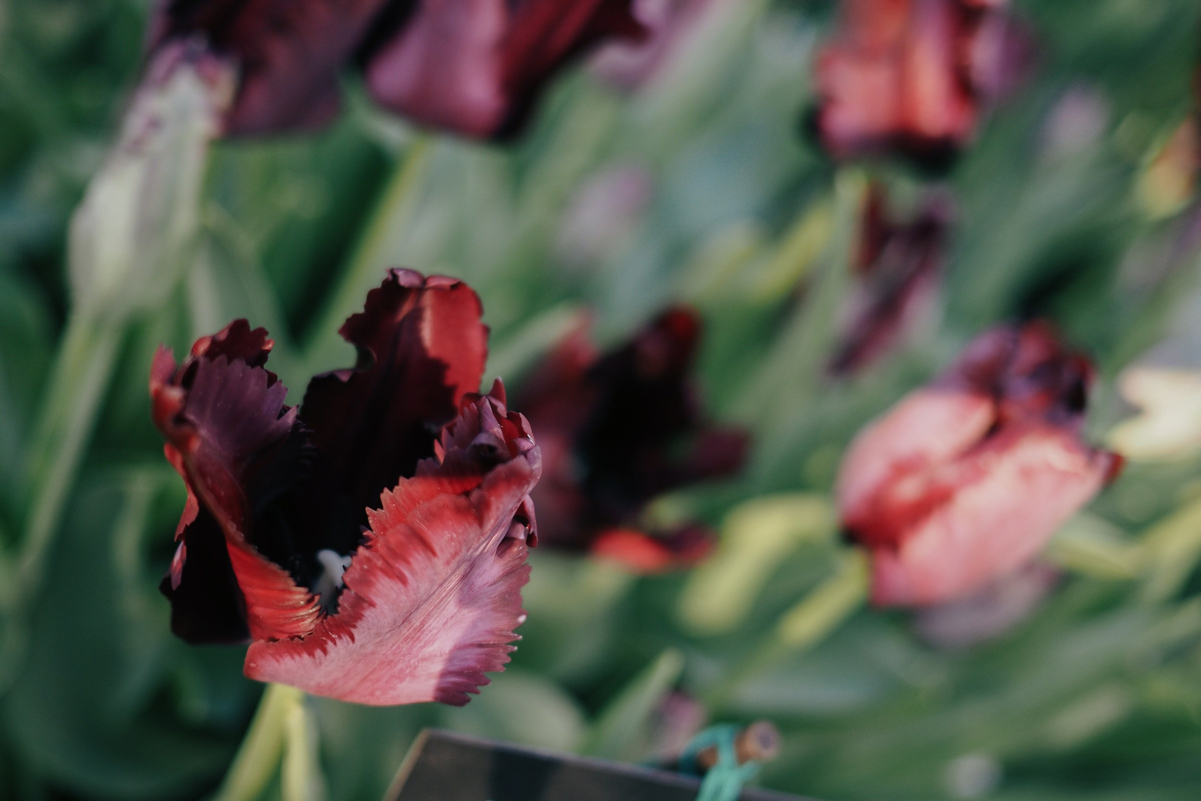 Аптекарский огород. Маруся Машкова • Фотограф в Москве