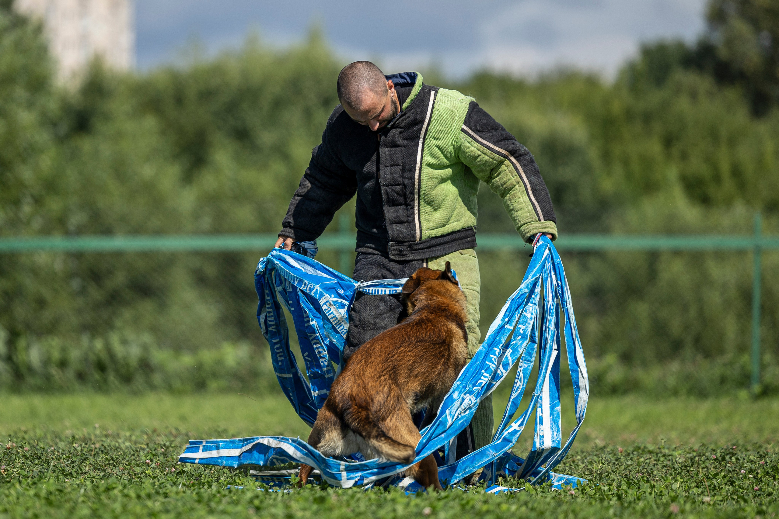 Соревнования по Мондьорингу г. Вологда 10-11.08.2024. Фотограф-анималист Анна Маринич