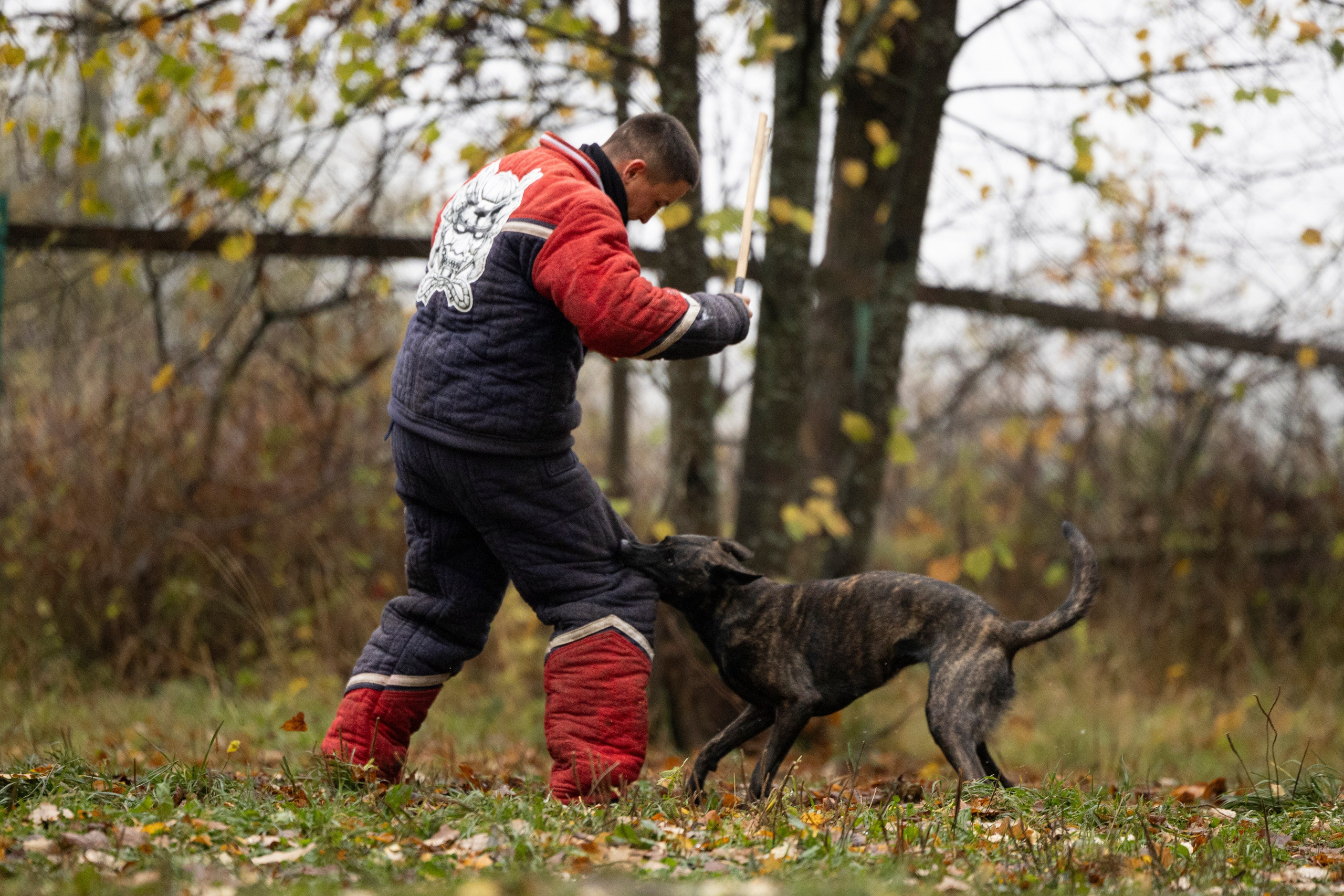 Соревнования по Мондьорингу г. Вологда. Фотограф-анималист Анна Маринич