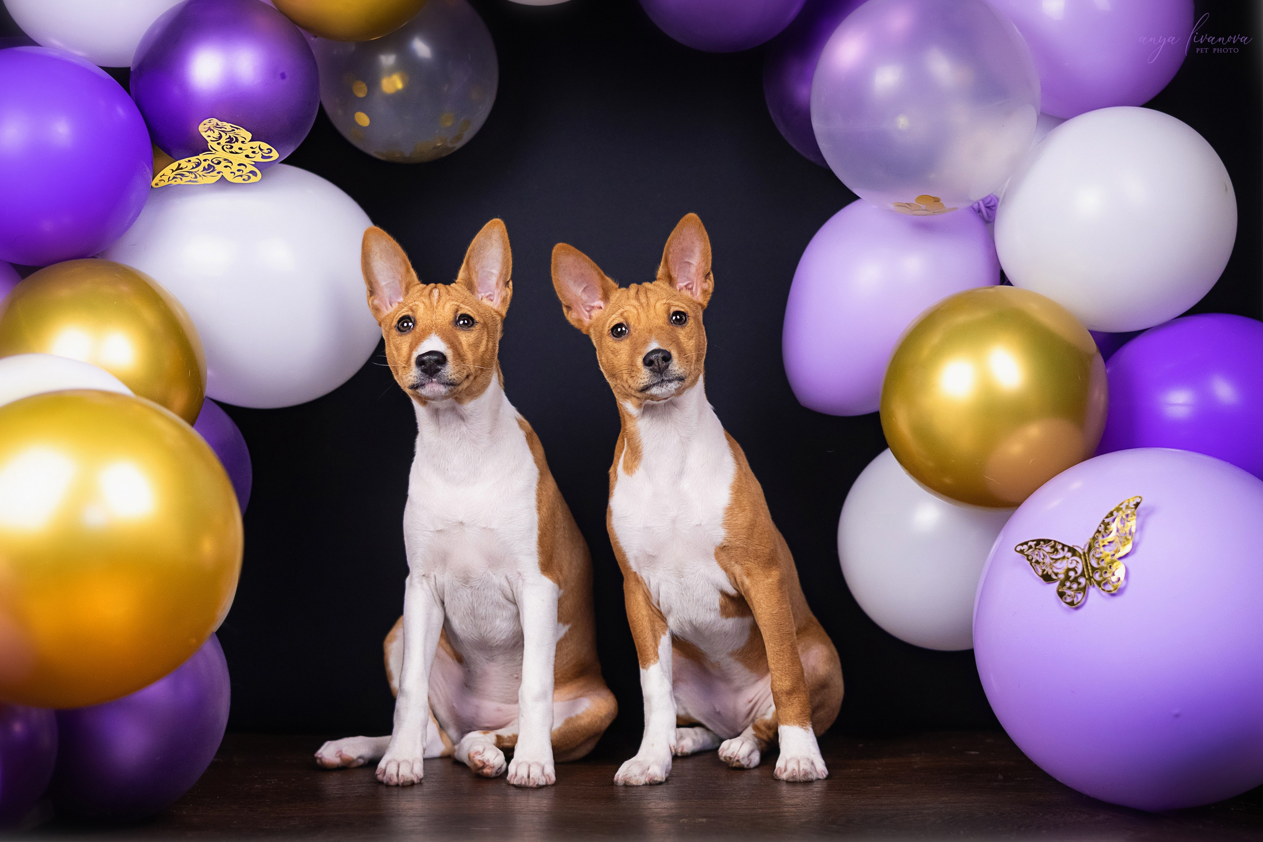 Баси. Фотограф анималист Аня Ливанова | Рыбинск