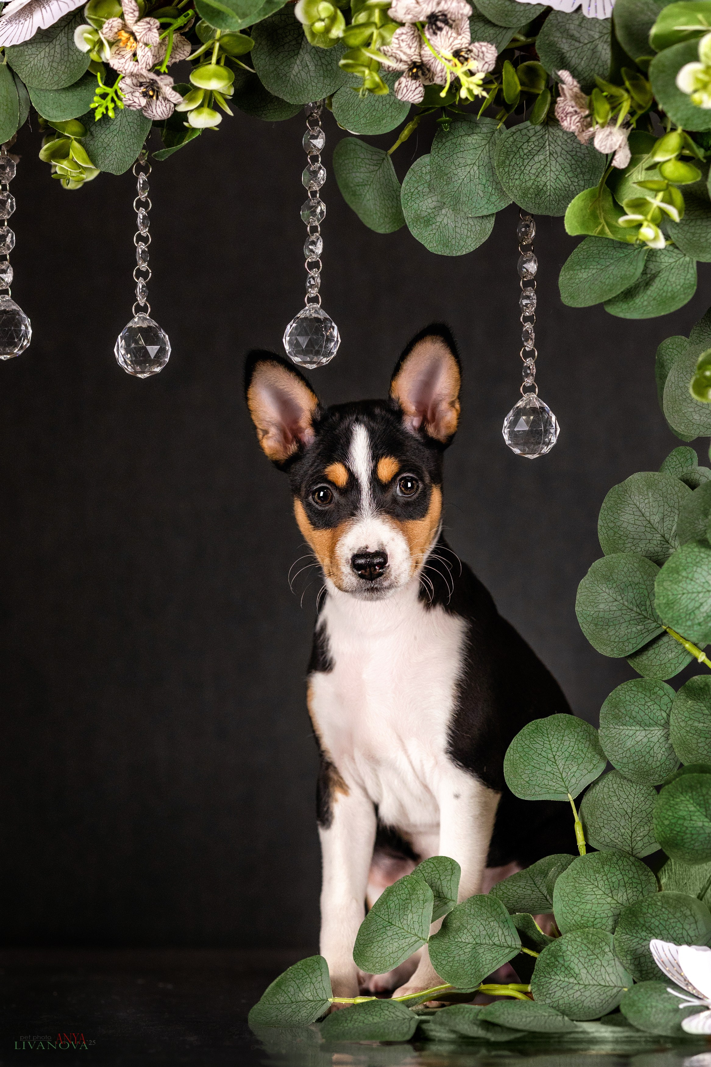 Басенджи. Фотограф анималист Аня Ливанова | Рыбинск