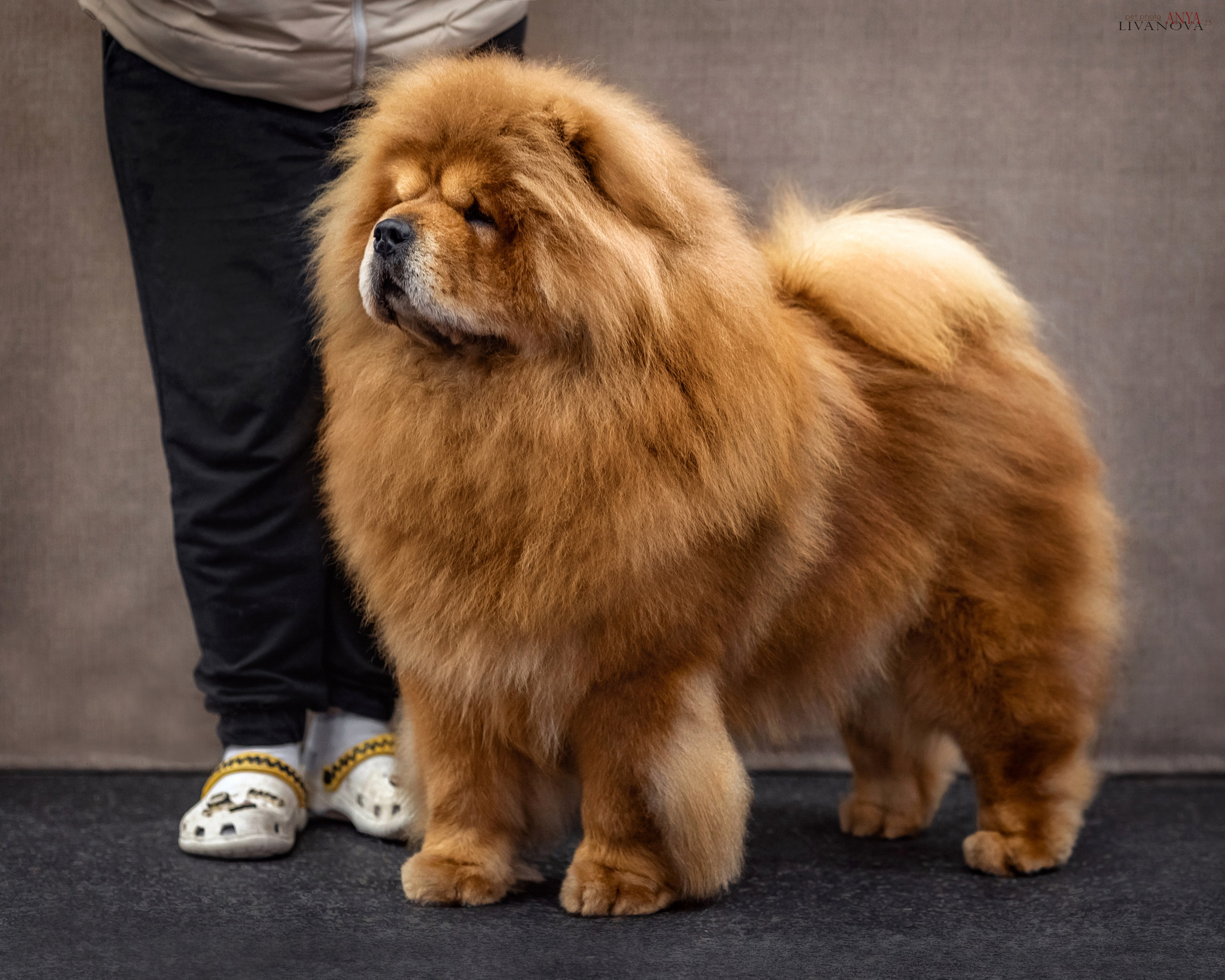 Дарик. Фотограф анималист Аня Ливанова | Рыбинск