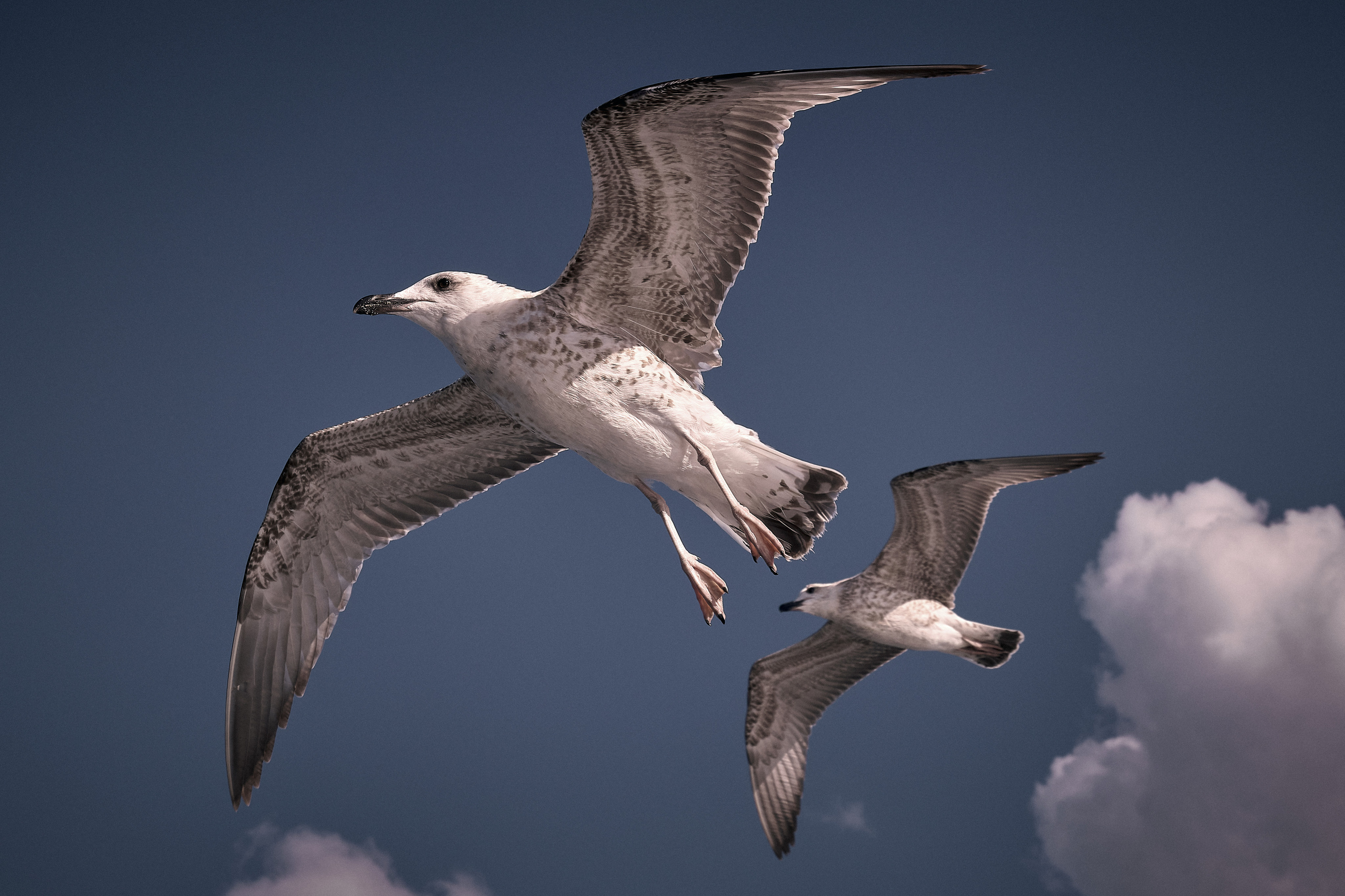 Stambul / winter 2022. Aleksandr Kobtsev