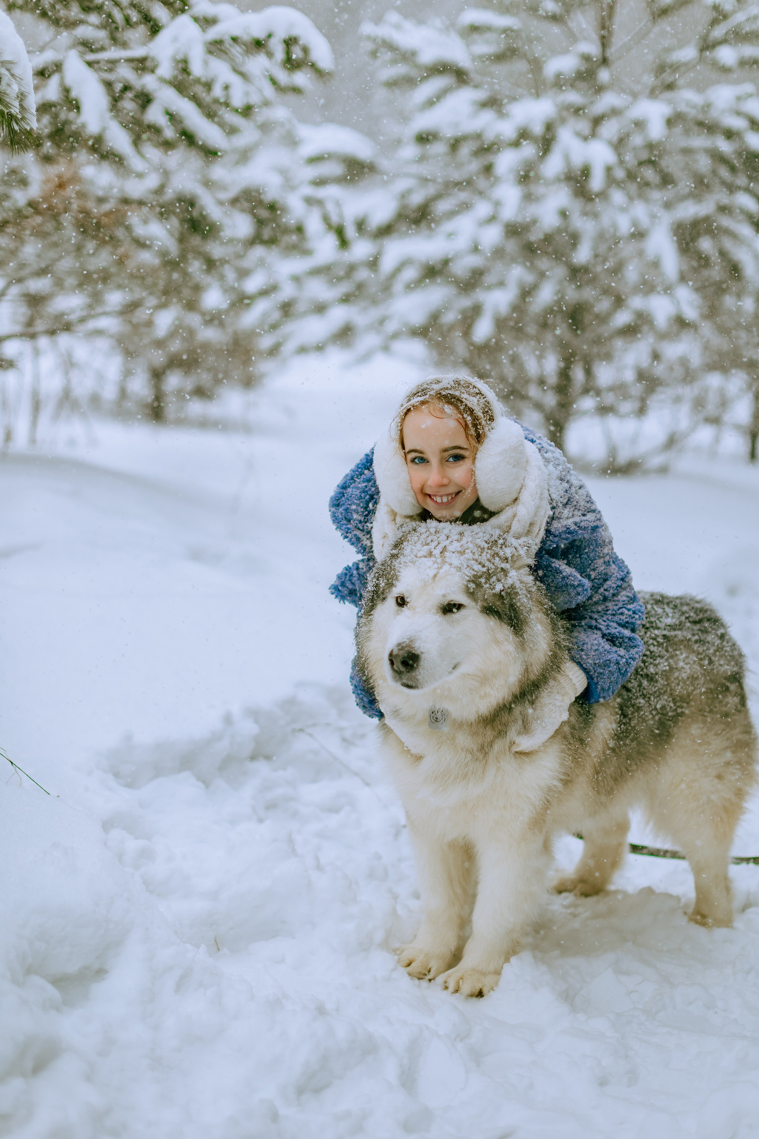 София и аляскинский маламут. Фото и видео Москва, Московский. Свадебный фотограф, видеограф, фотосессии, видеосъемка
