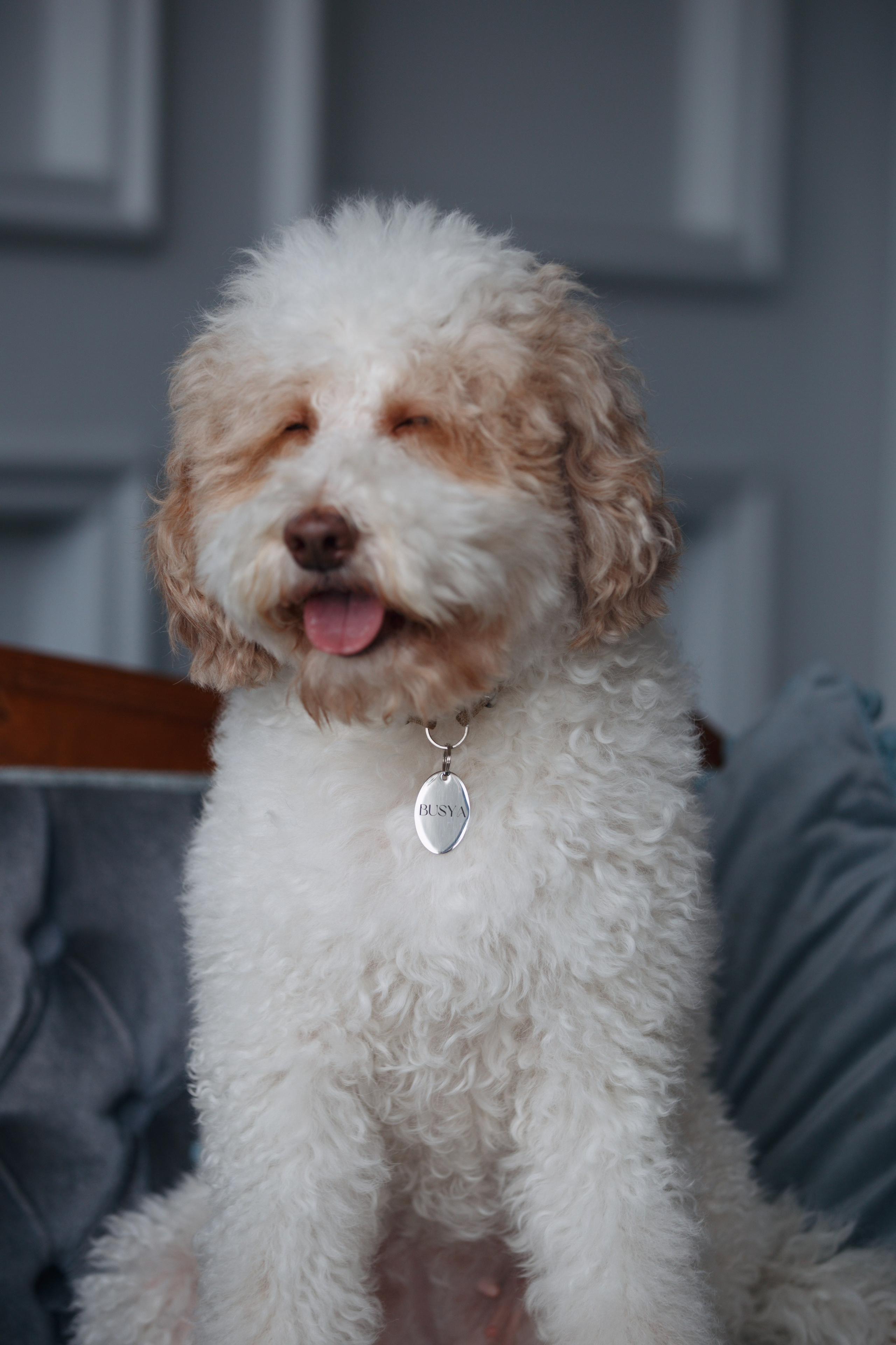 Bmbh лежанки и адресники. Фотограф анималист Кристина Карпова, Москва