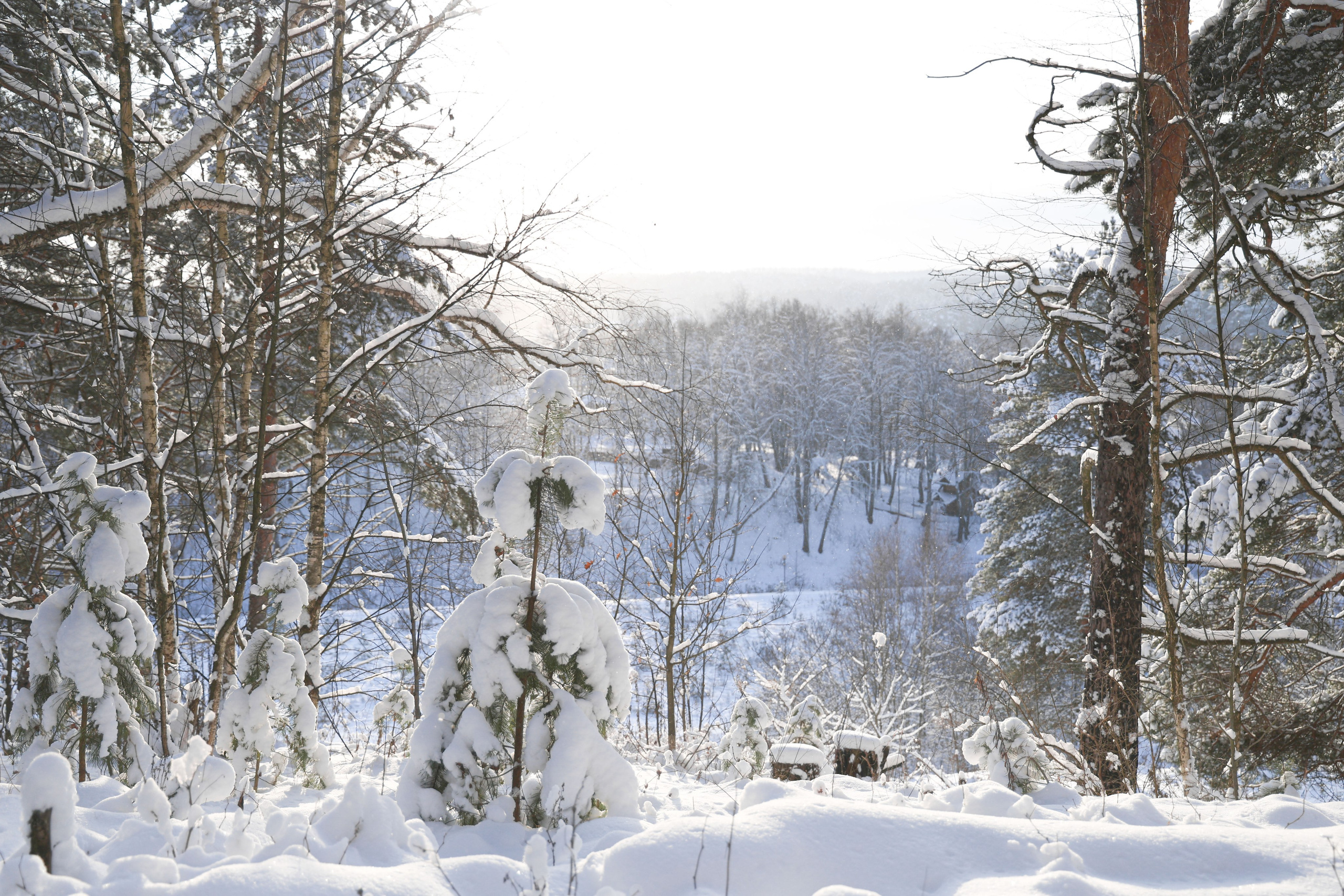 Рождествено Зима 2026. Фотограф Максим Татаринов