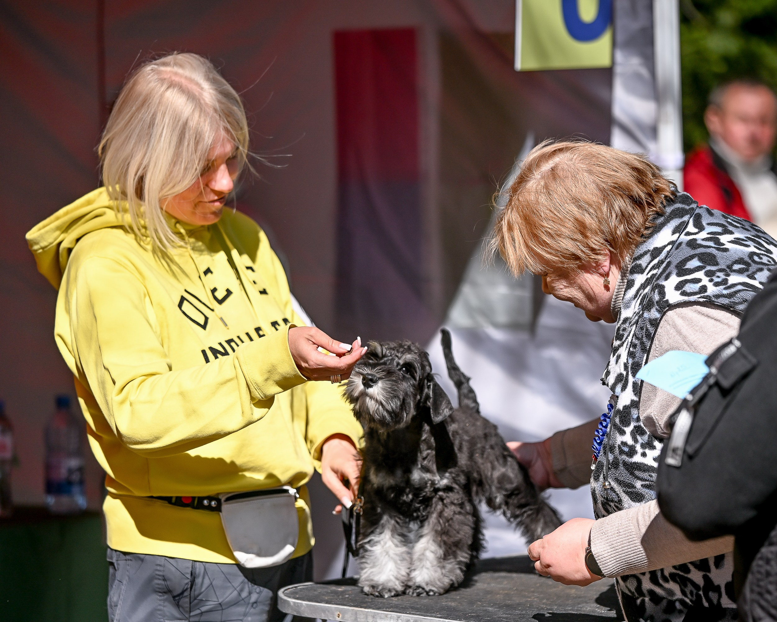 Delinso Balance Chivas Regal (Li Mu Zi Chinese Dragon x Delinso Balance Onyrico Tahoe)