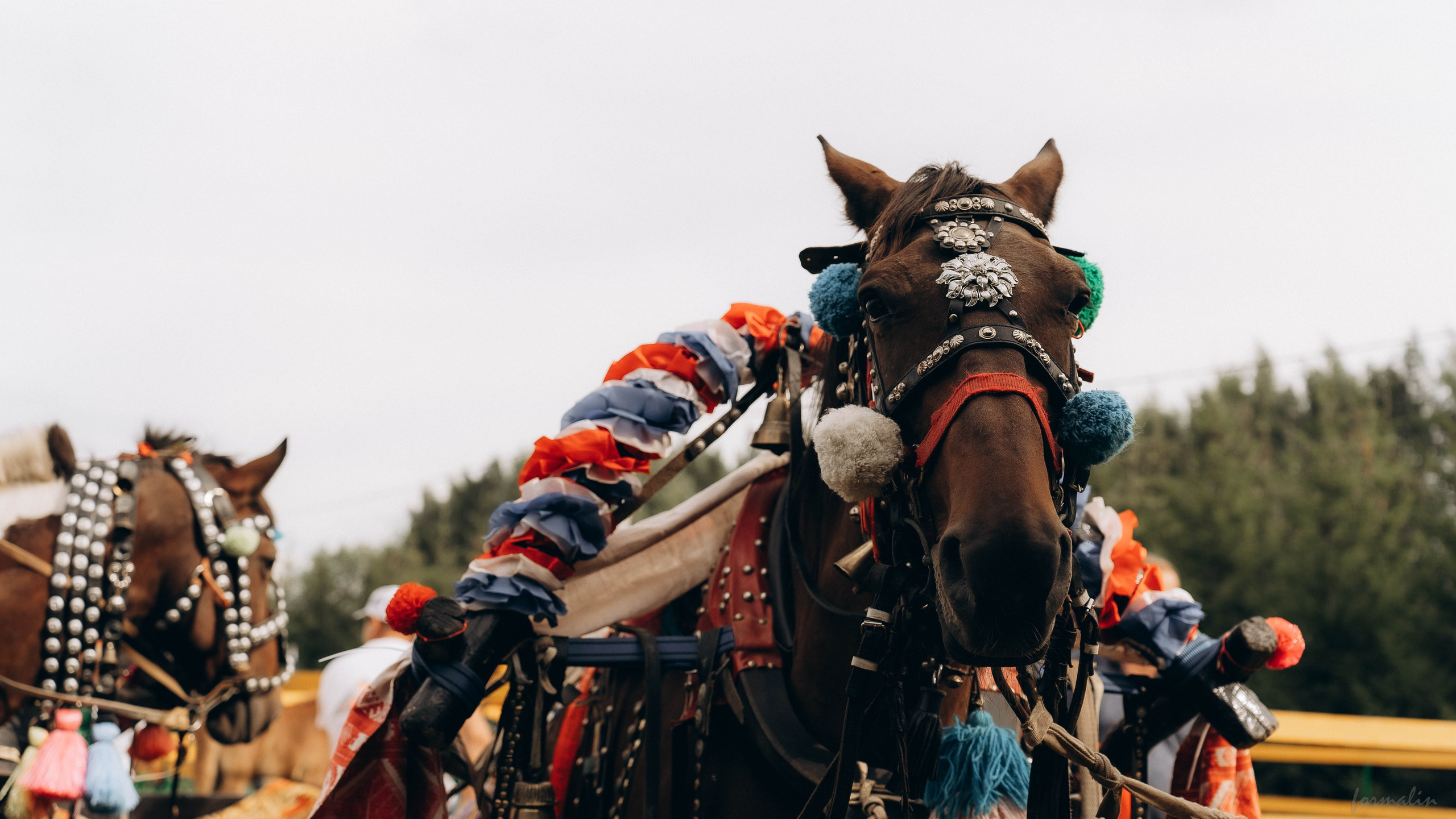 День Коня. Алиса Никитцова | Фотограф в Казани