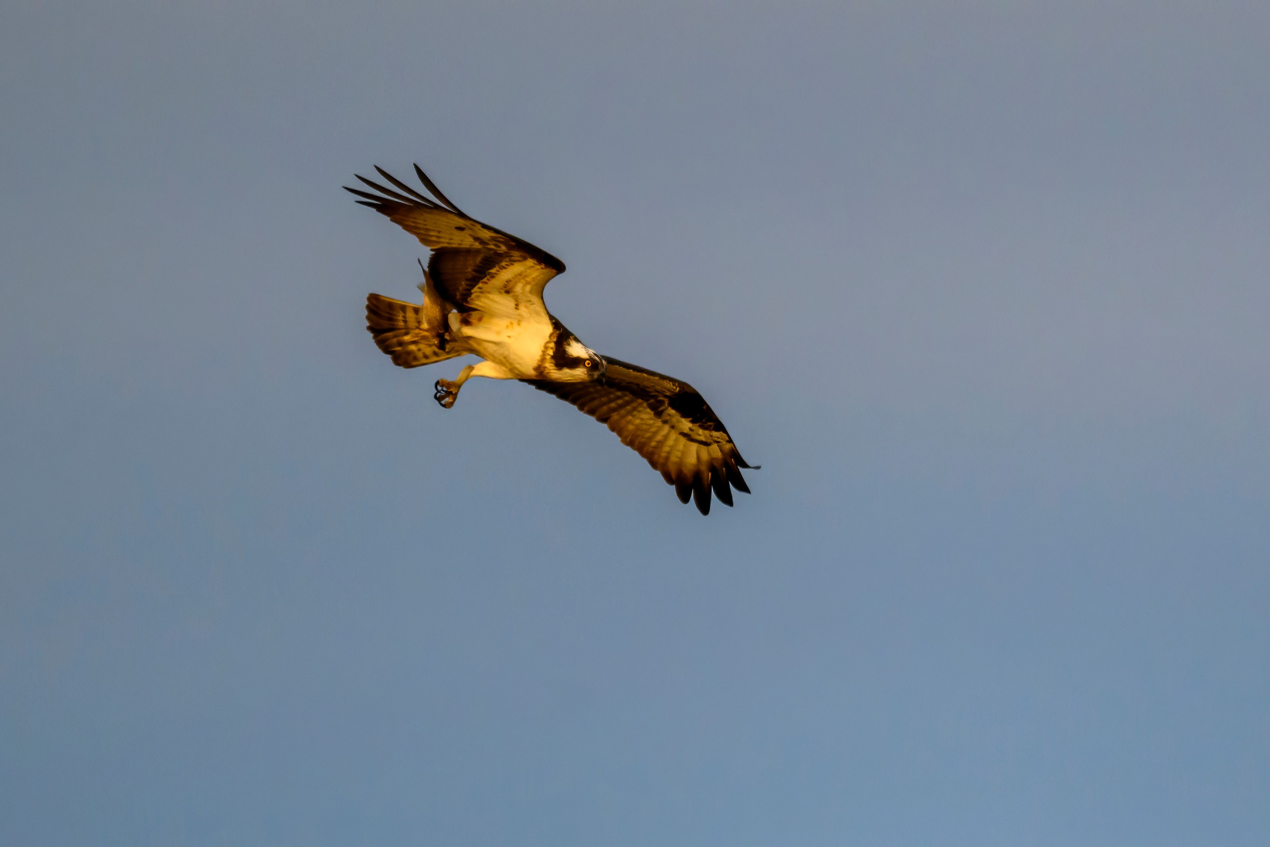 Дуплет скопы. Wildlife photography by Sergey Puponin