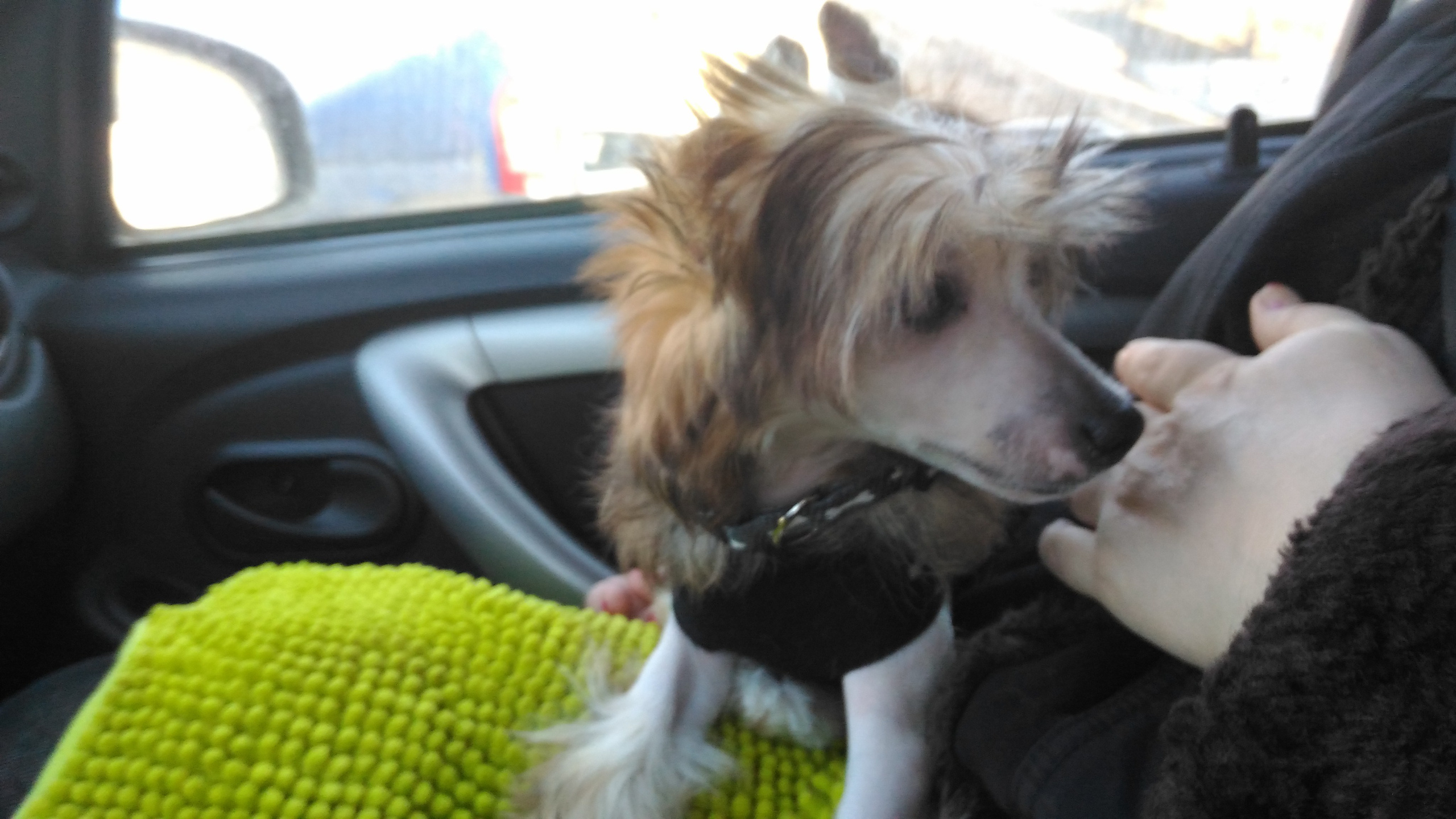 Lux, a new member of the family. Poale Ell Chinese Crested Dog Kennel: Buy a puppy from the kennel