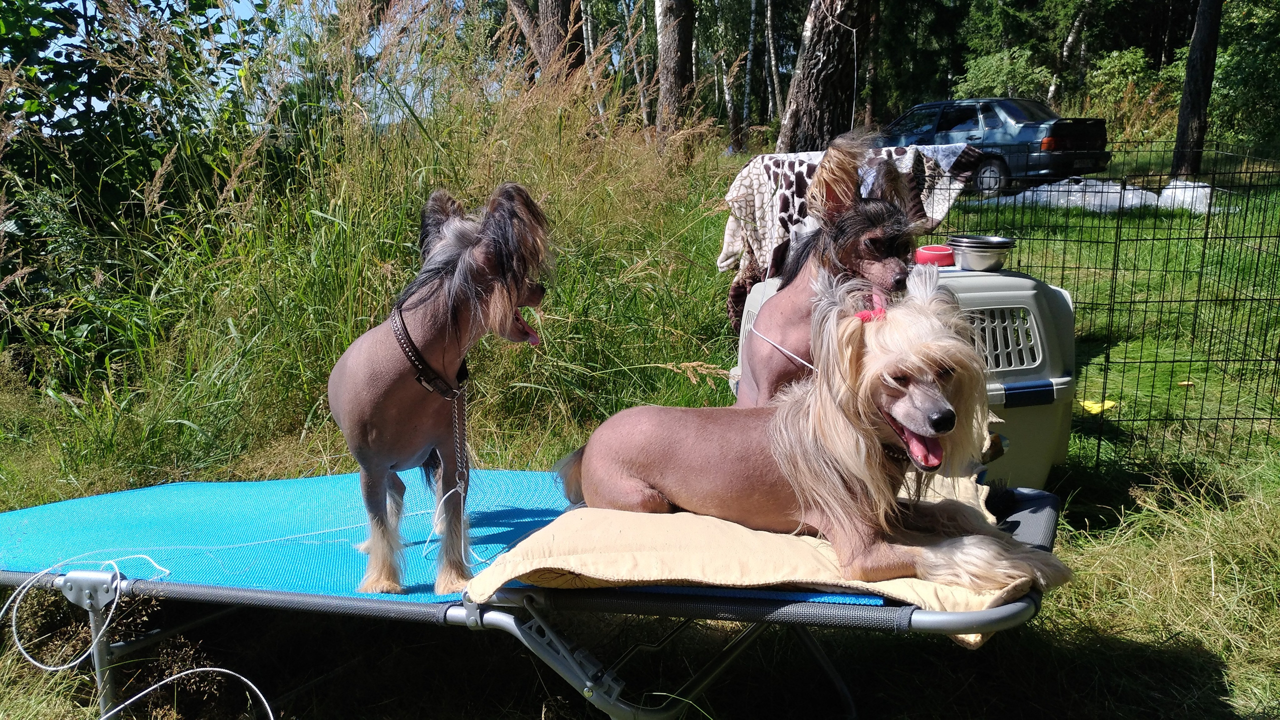 Hike to Konakovo. Poale Ell Chinese Crested Dog Kennel: Buy a puppy from the kennel