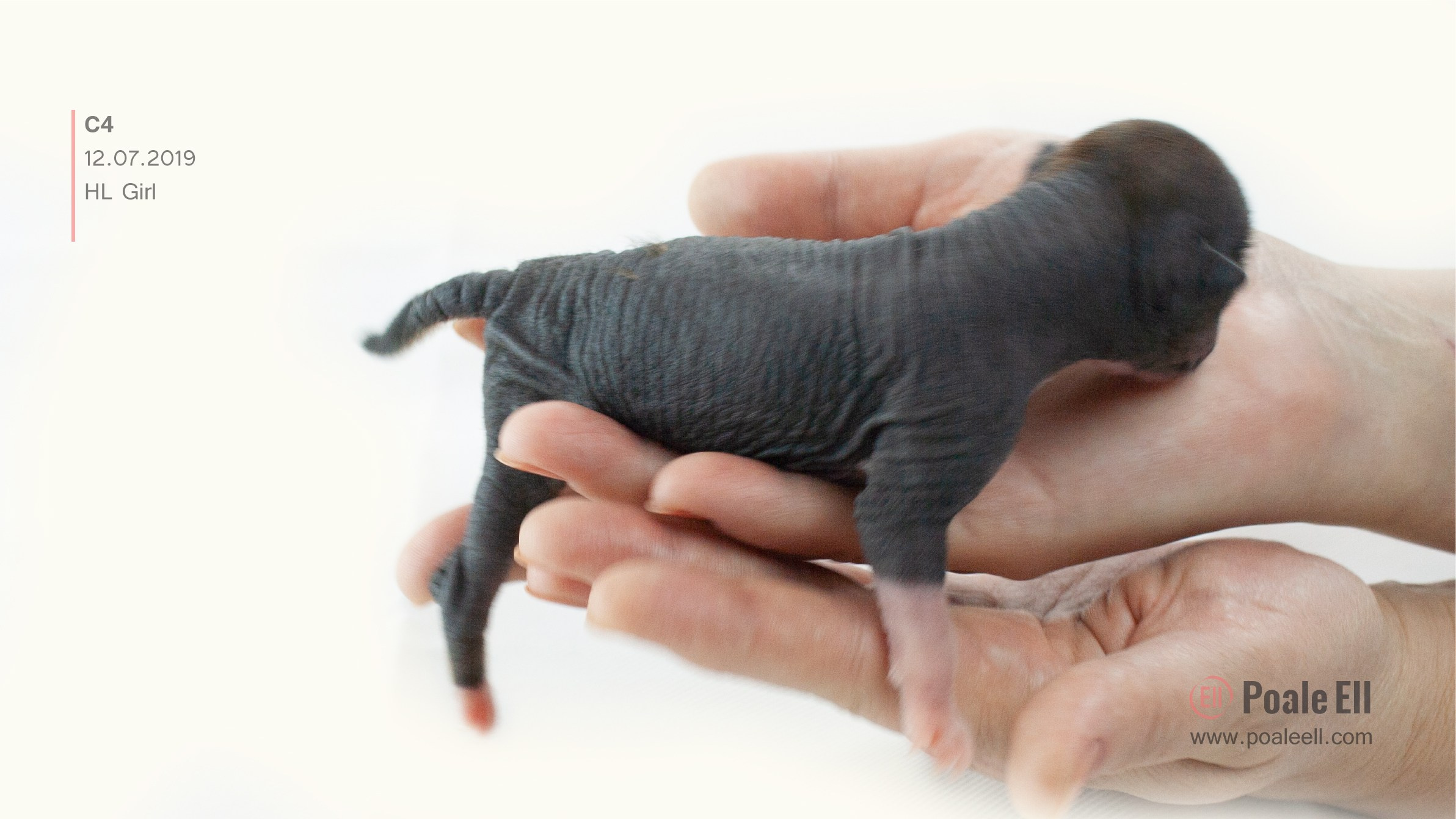 Litter C. Chinese Crested Dog Kennel Poale Ell