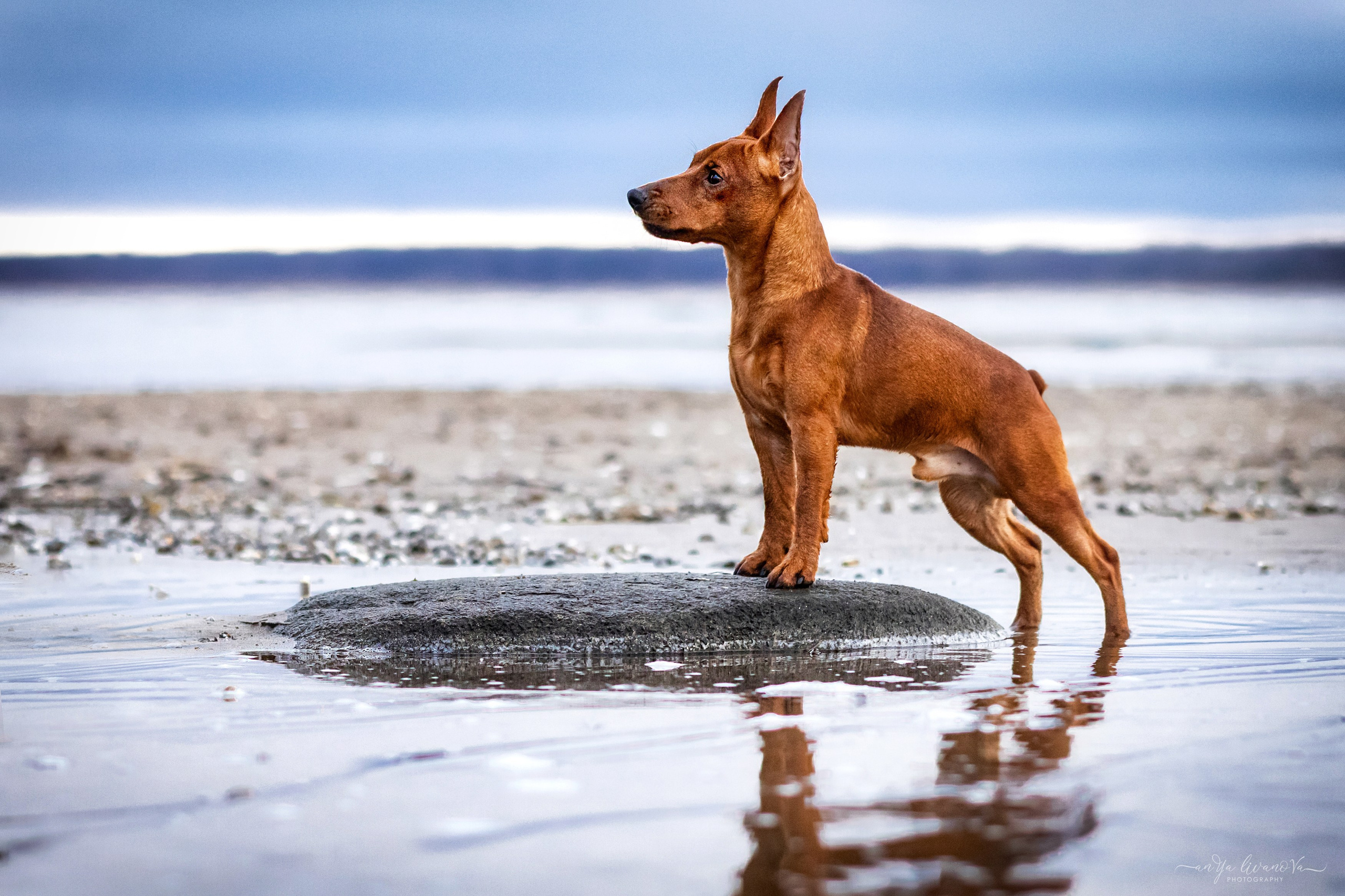 Пашка. Фотограф анималист Аня Ливанова | Рыбинск