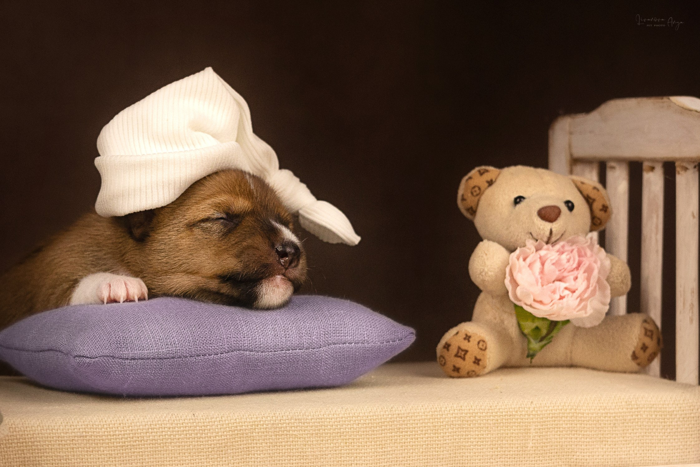 Басеньки. Фотограф анималист Аня Ливанова | Рыбинск