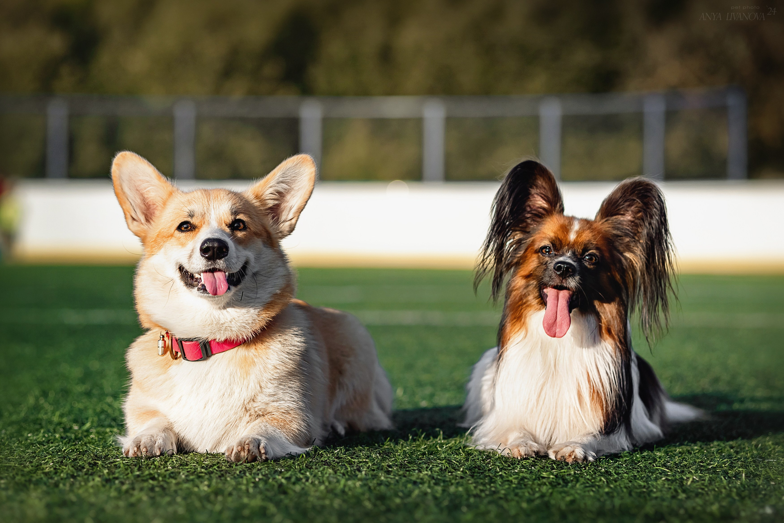 Ралли обидиенс. Фотограф анималист Аня Ливанова | Рыбинск