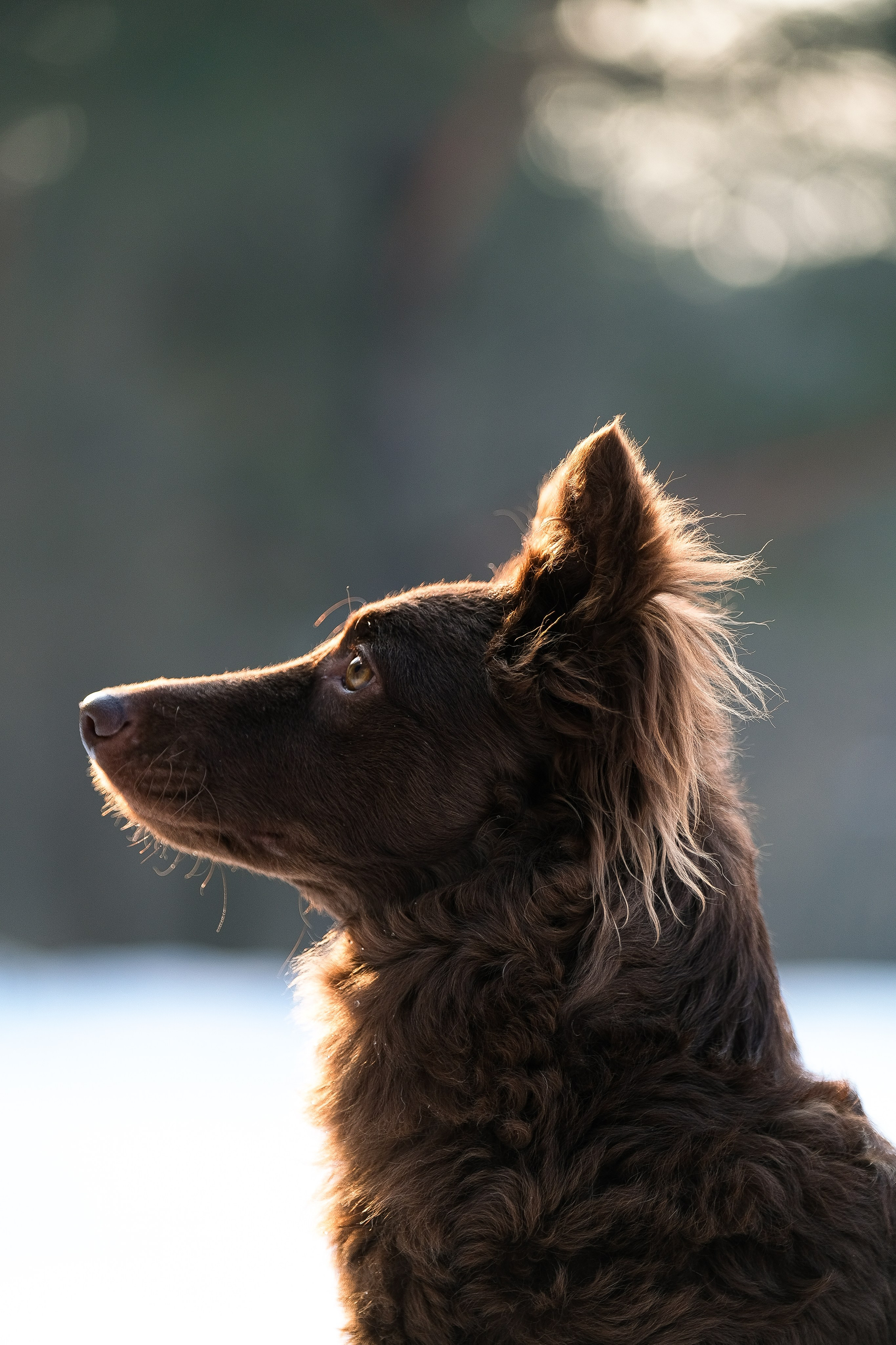Маша и Одиссея. Фотограф и видеограф анималист Аганина Дарья