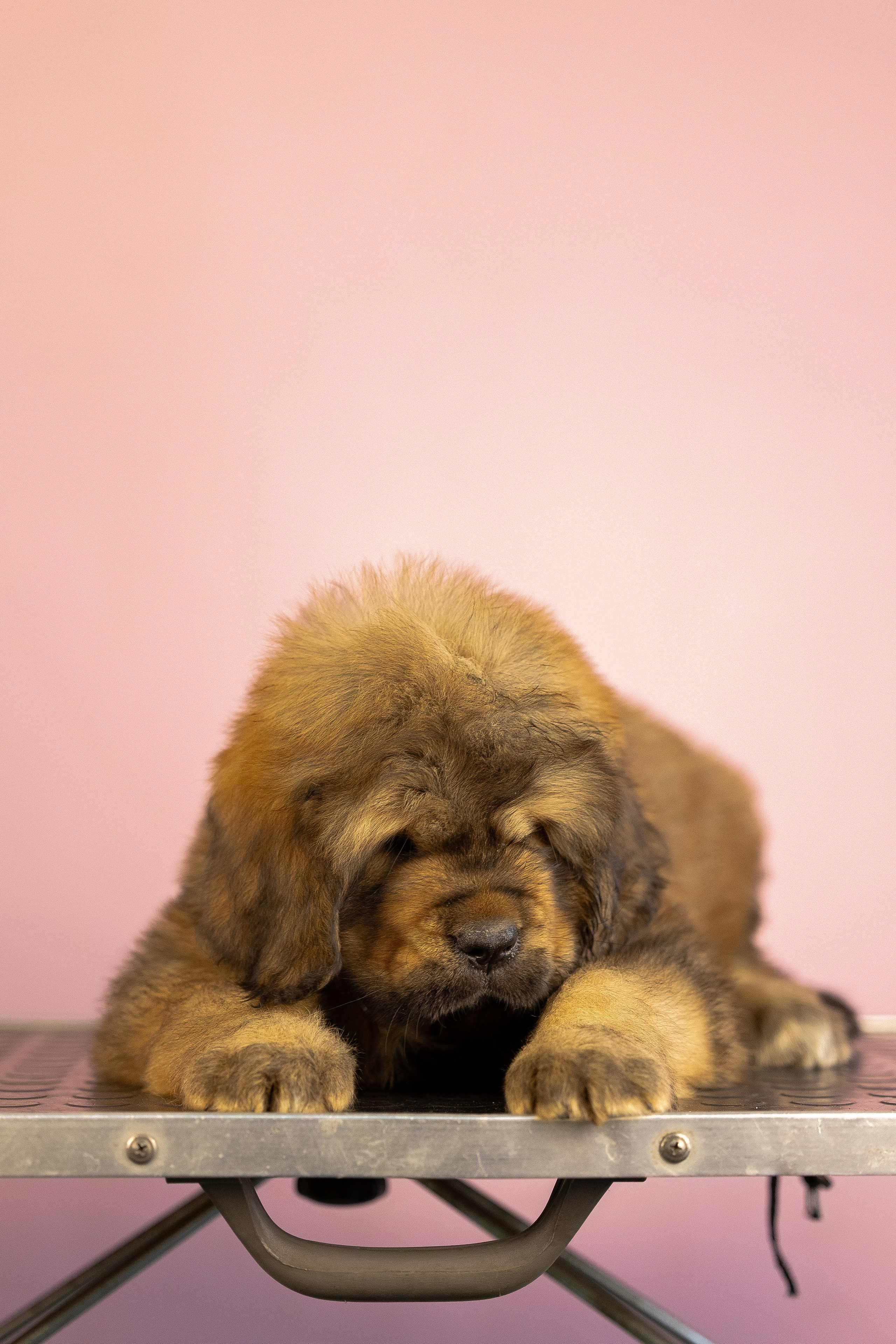 Тибетский мастиф. Фотограф и видеограф анималист Аганина Дарья