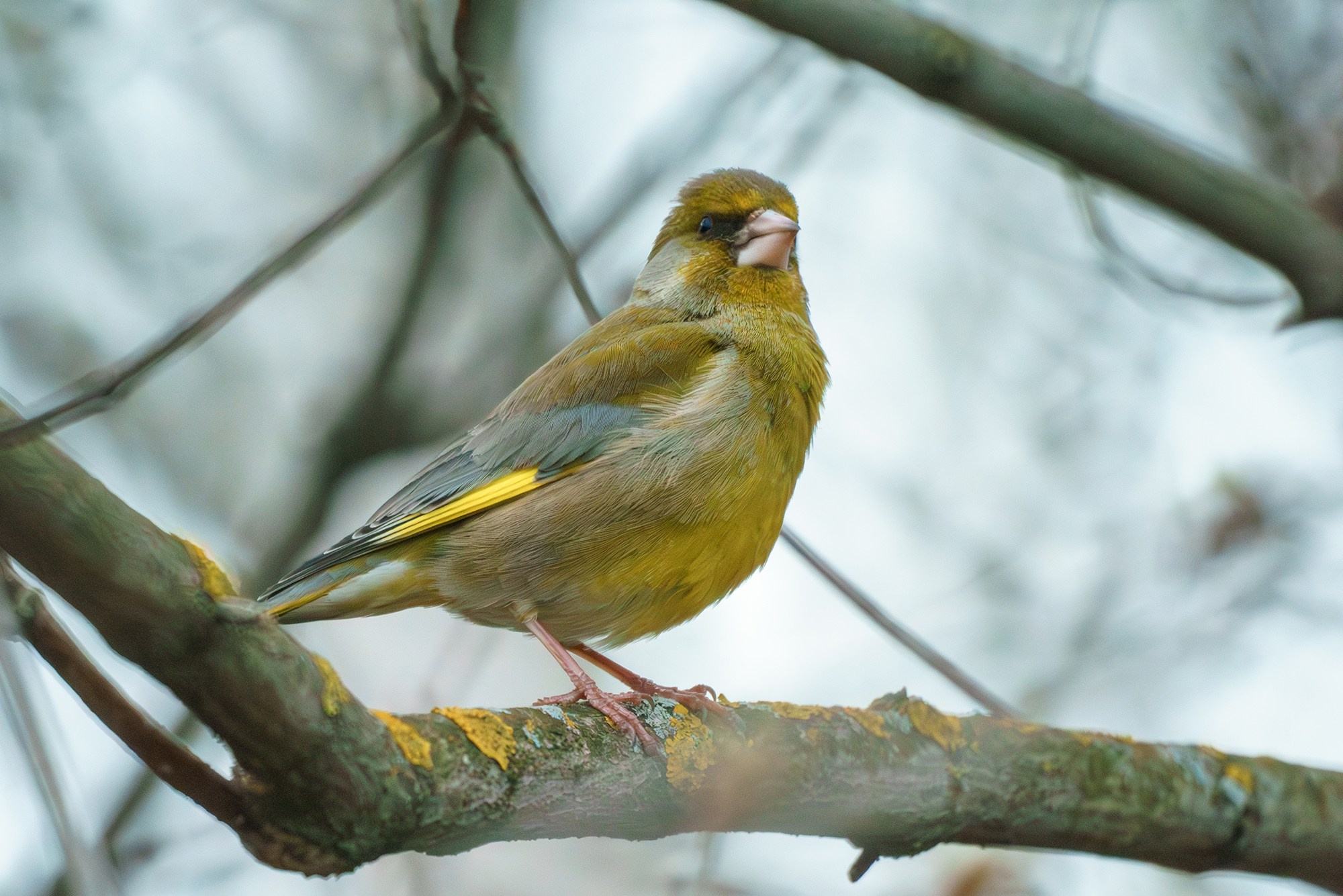 Удивительные мир птиц. Вокруг нас столько прекрасного — присмотритесь!. Ваш личный фотограф Марина Волкова