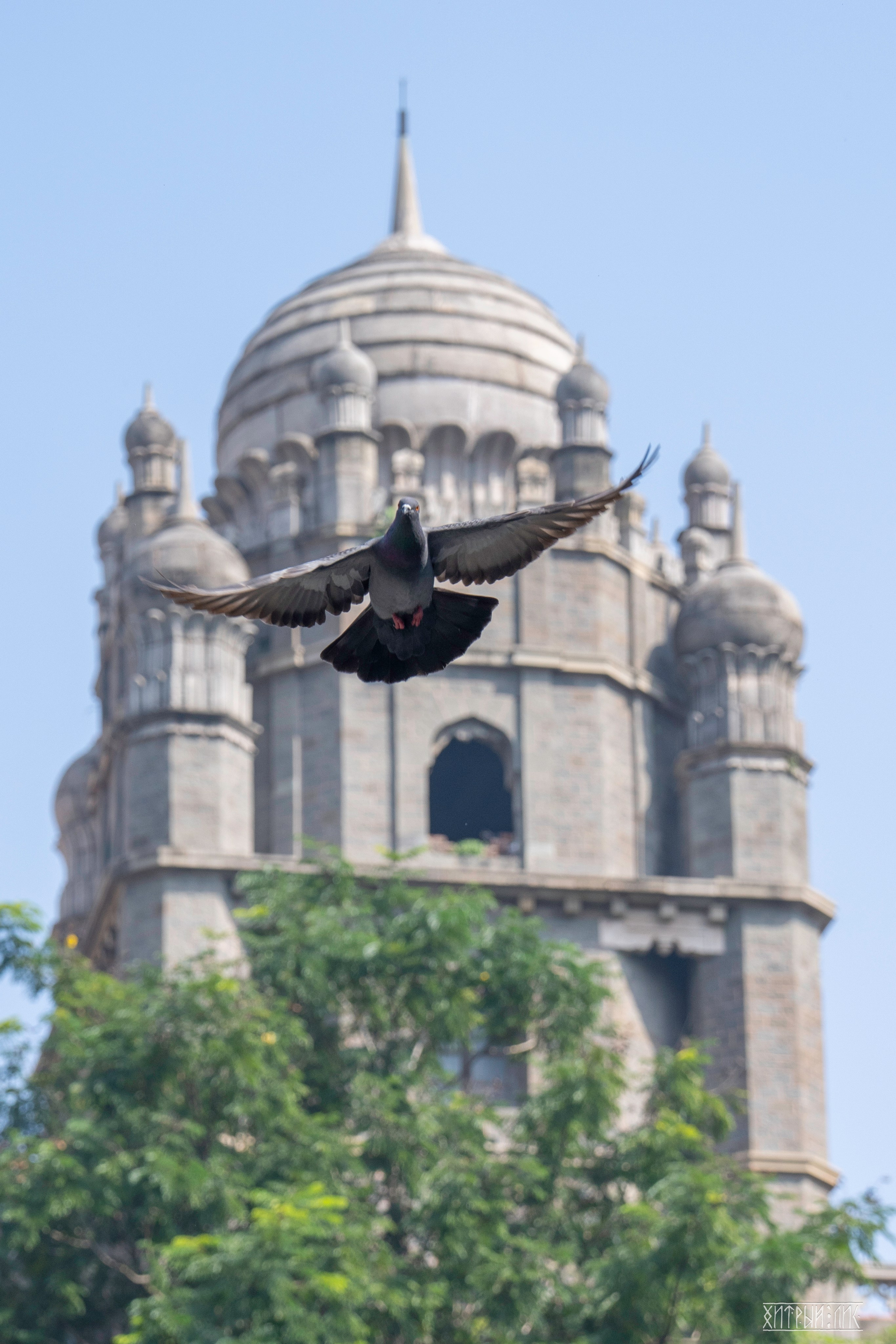 Гоа-Мумбаи. Фотограф-путешественник Самойлов Максим «Sly Fox»