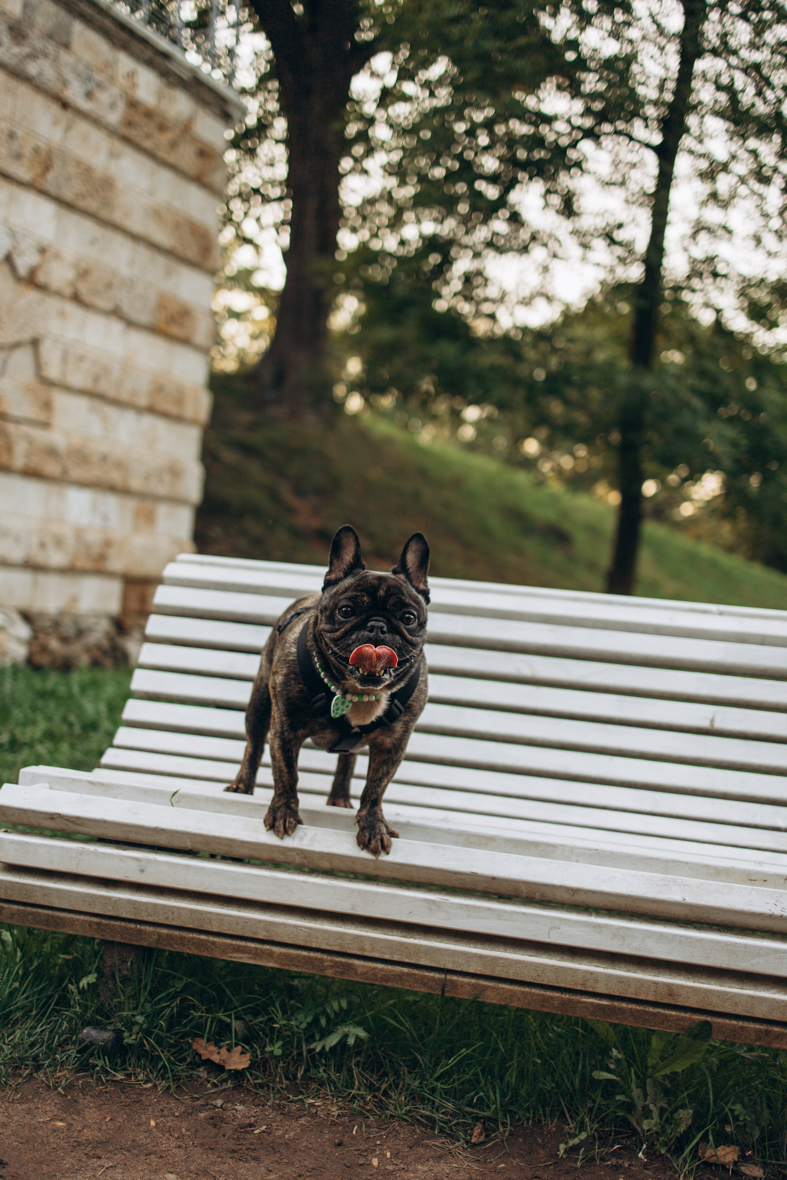 Олеся и Луи. Фотограф — Анималист | Санкт-Петербург