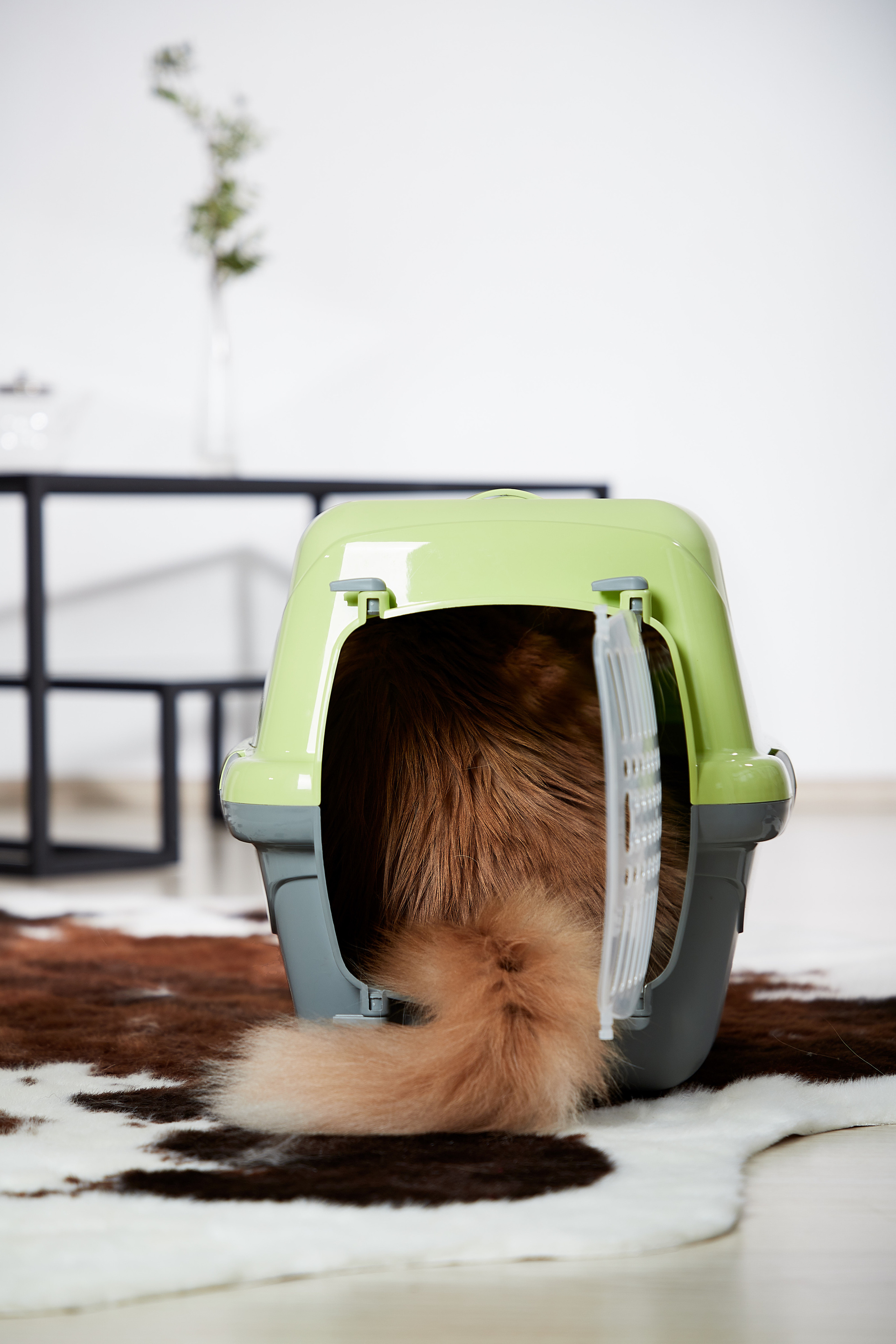 Переноска для кошки. Снежана Чернега фотограф