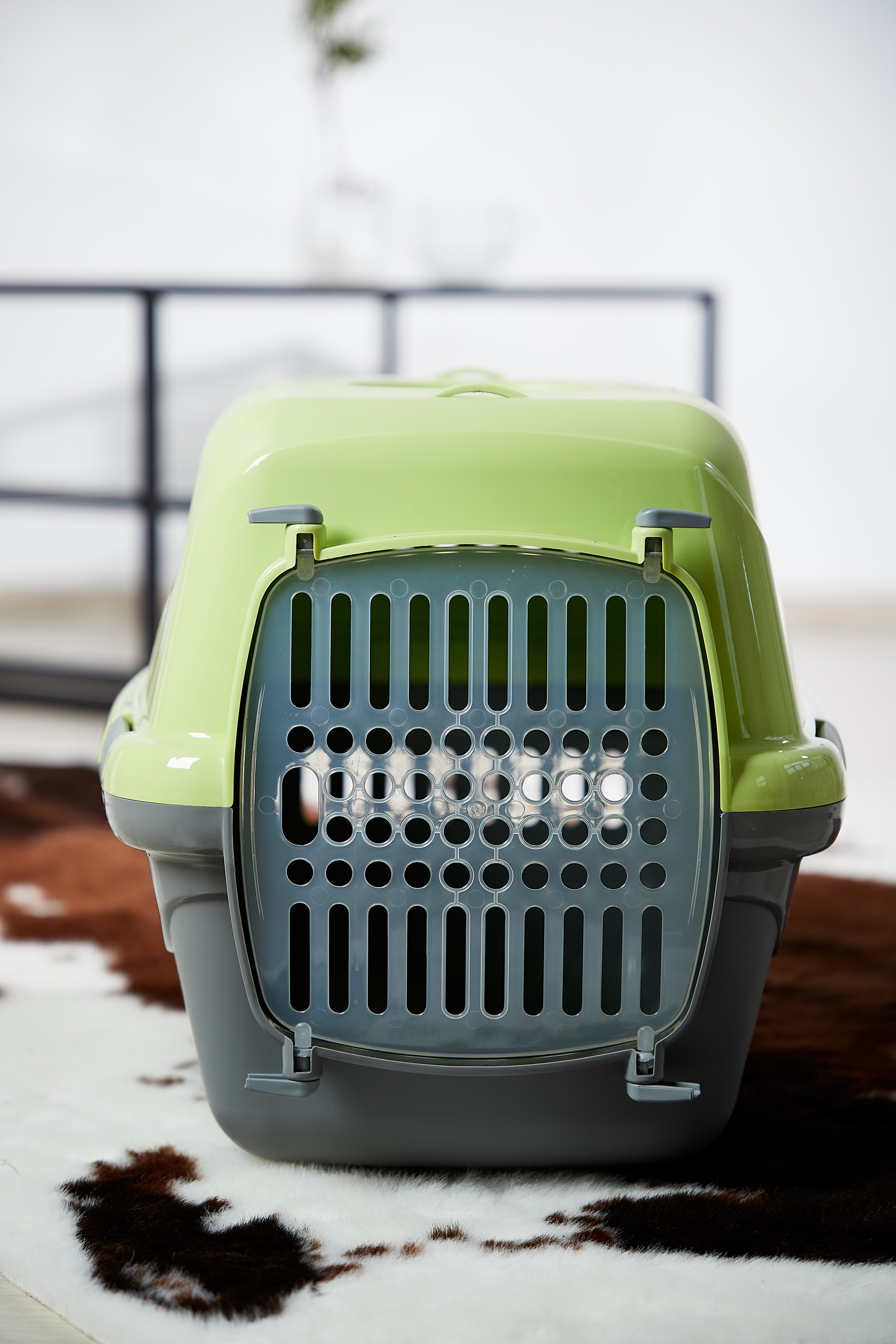 Переноска для кошки. Снежана Чернега фотограф