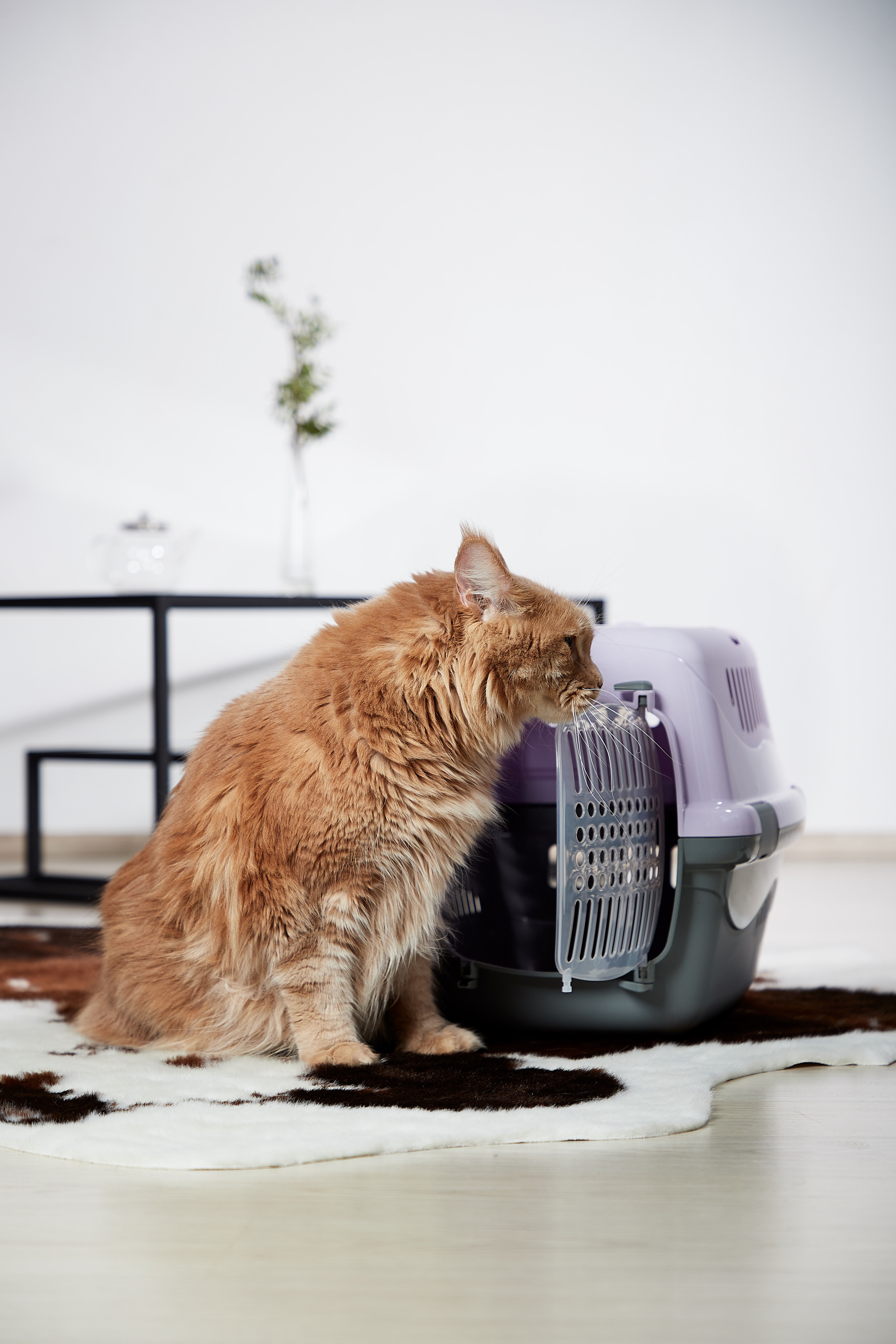 Переноска для кошки. Снежана Чернега фотограф