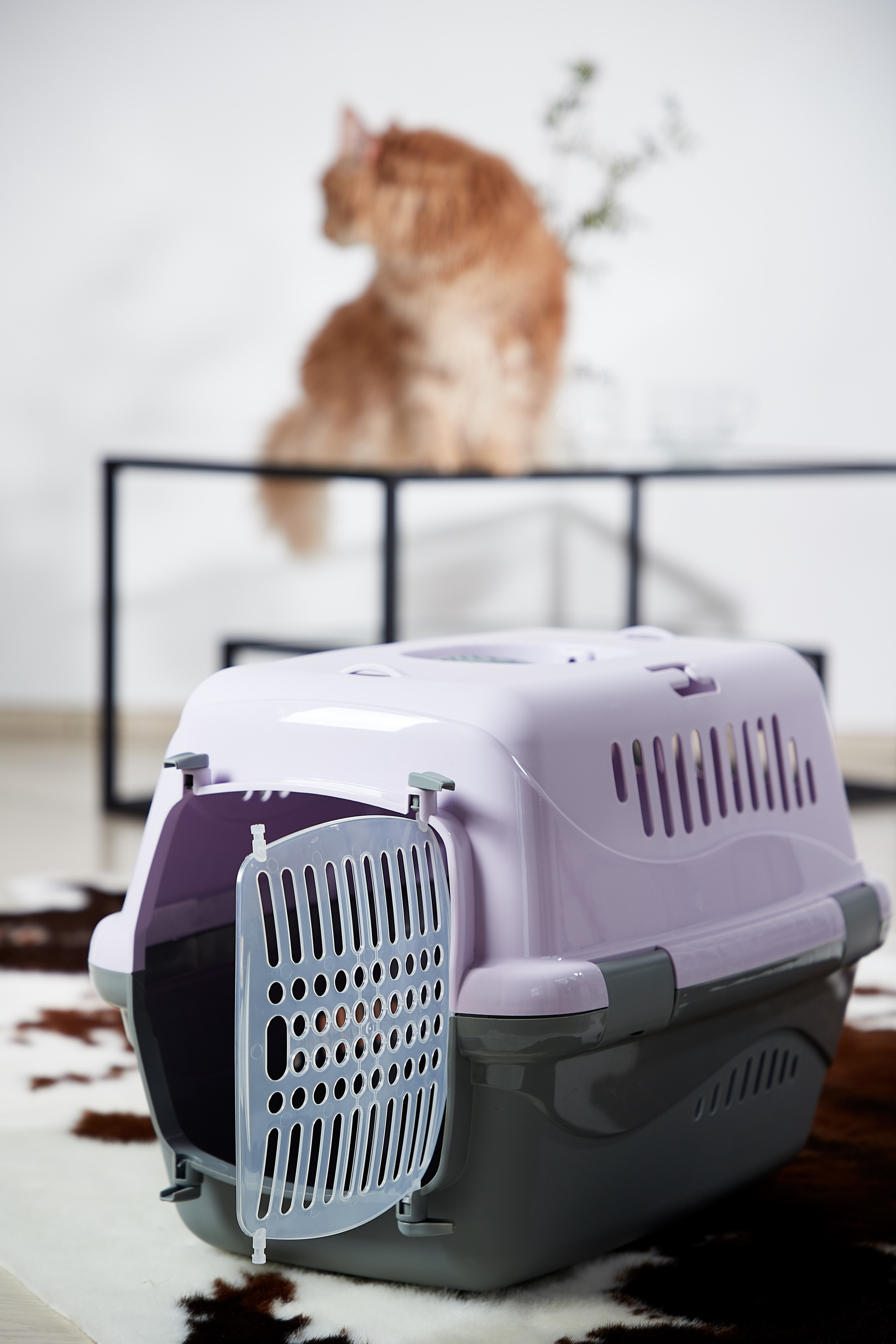 Переноска для кошки. Снежана Чернега фотограф