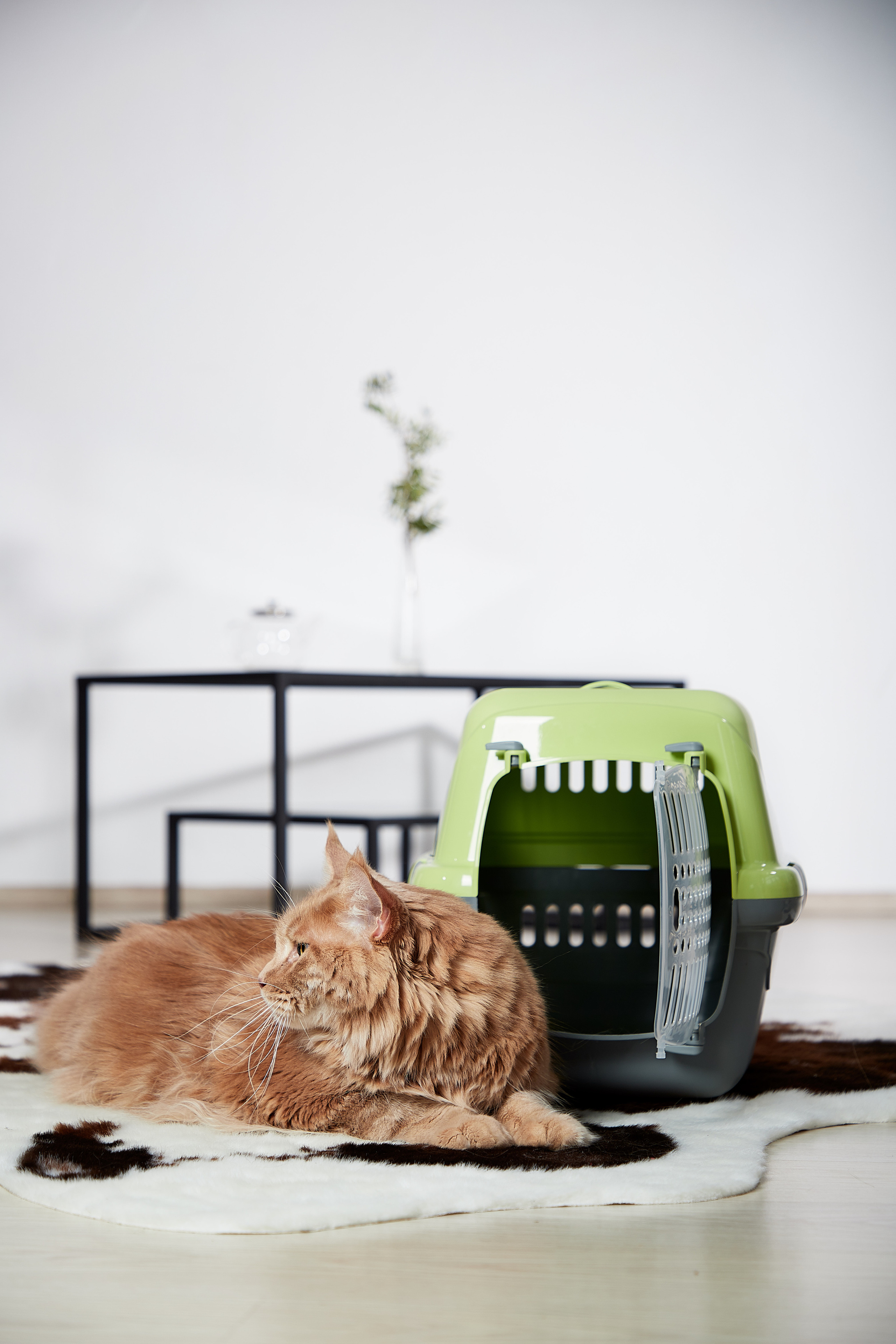 Переноска для кошки. Снежана Чернега фотограф