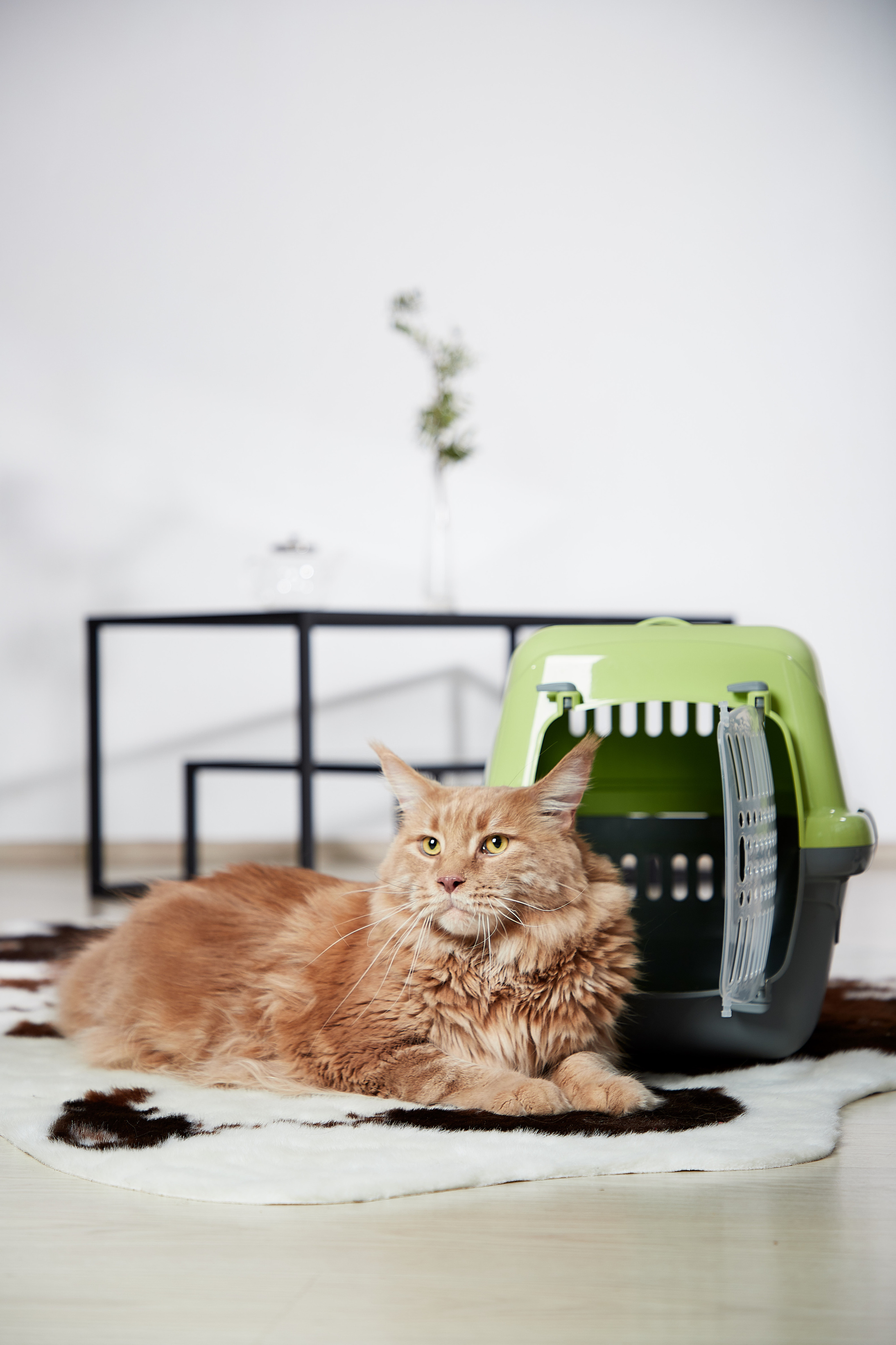 Переноска для кошки. Снежана Чернега фотограф