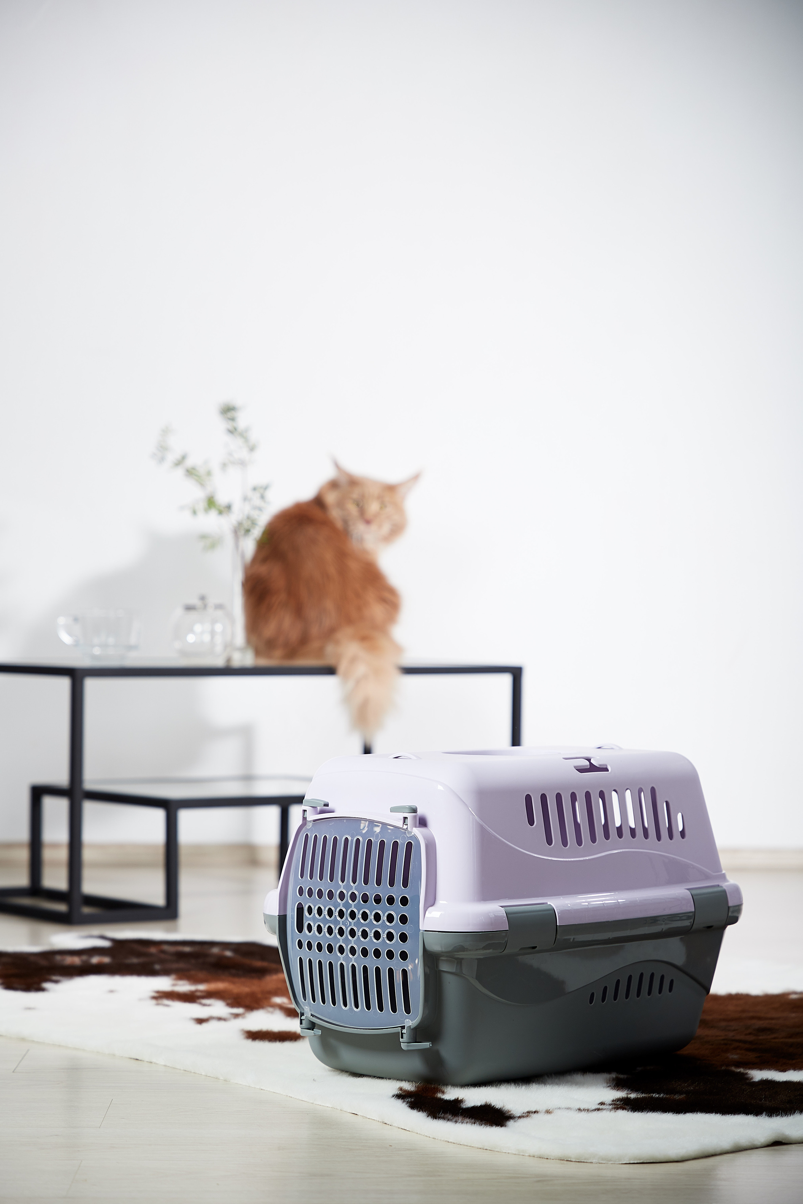 Переноска для кошки. Снежана Чернега фотограф