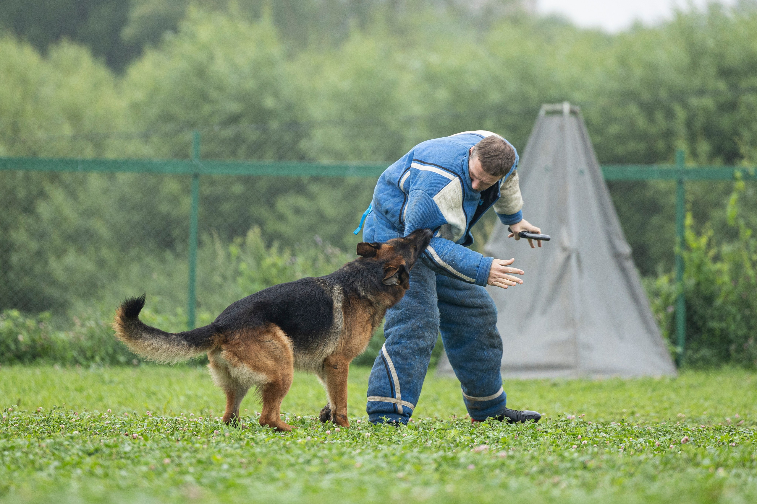 Соревнования по Мондьорингу г. Вологда 10-11.08.2024. Фотограф-анималист Анна Маринич