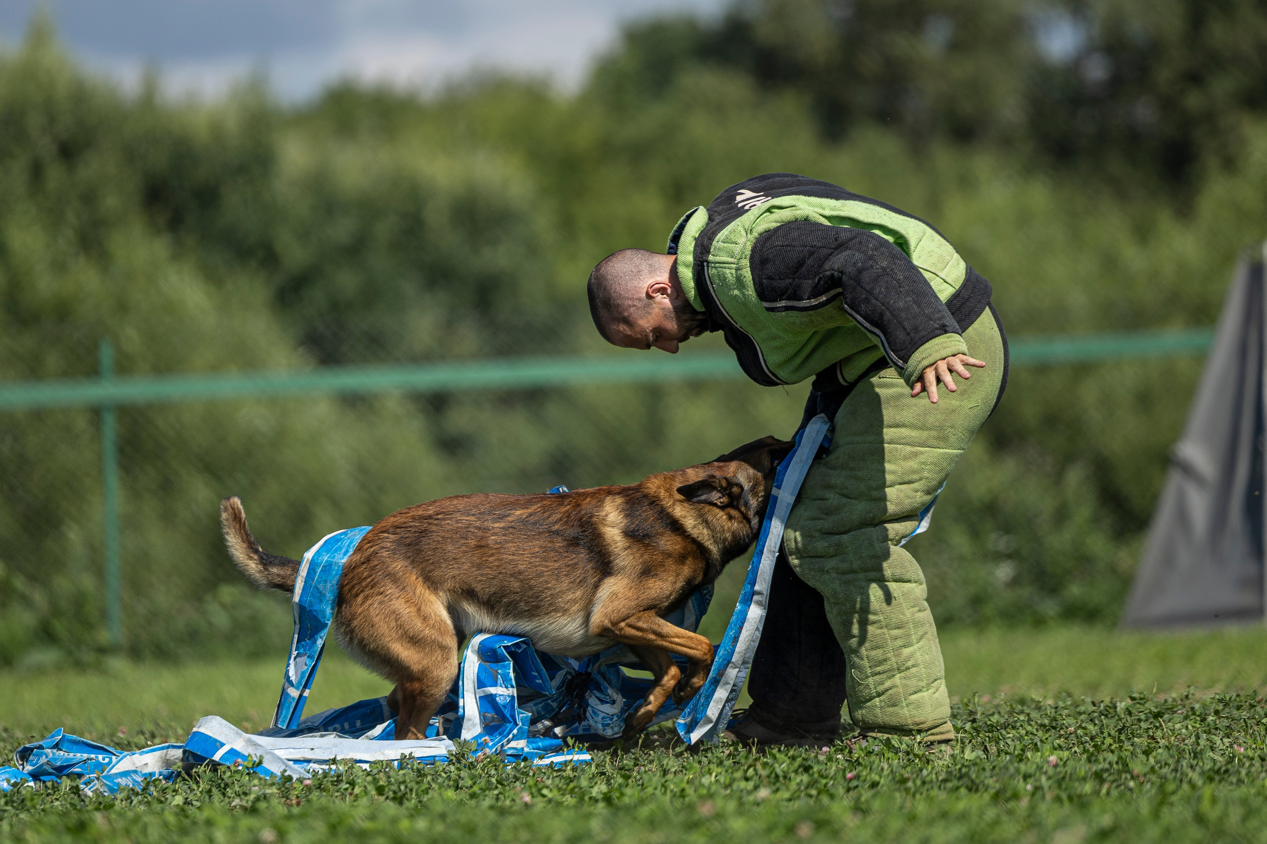 Соревнования по Мондьорингу г. Вологда 10-11.08.2024. Фотограф-анималист Анна Маринич