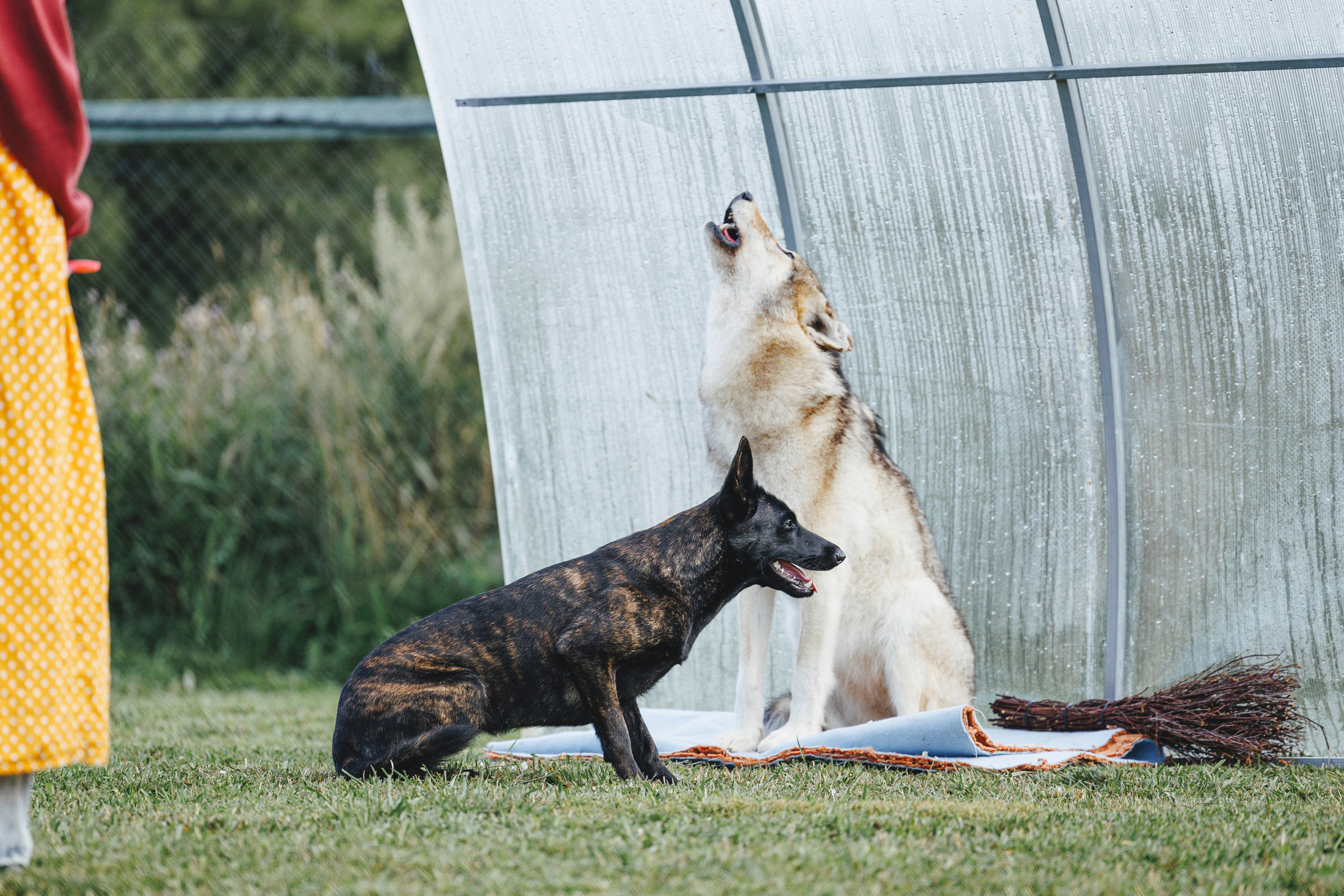 08.08.25-10.08.25 ЧР по мондьорингу г. Вологда. Фотограф-анималист Анна Маринич