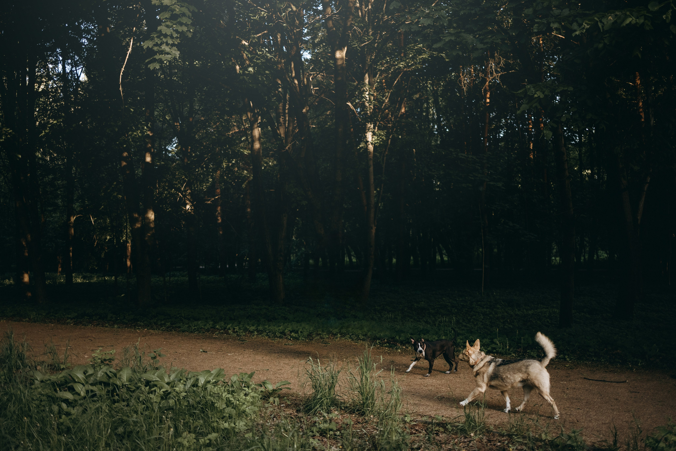 Татьяна, Сергей и их Булочка и Пончик. Фотограф — Анималист | Санкт-Петербург