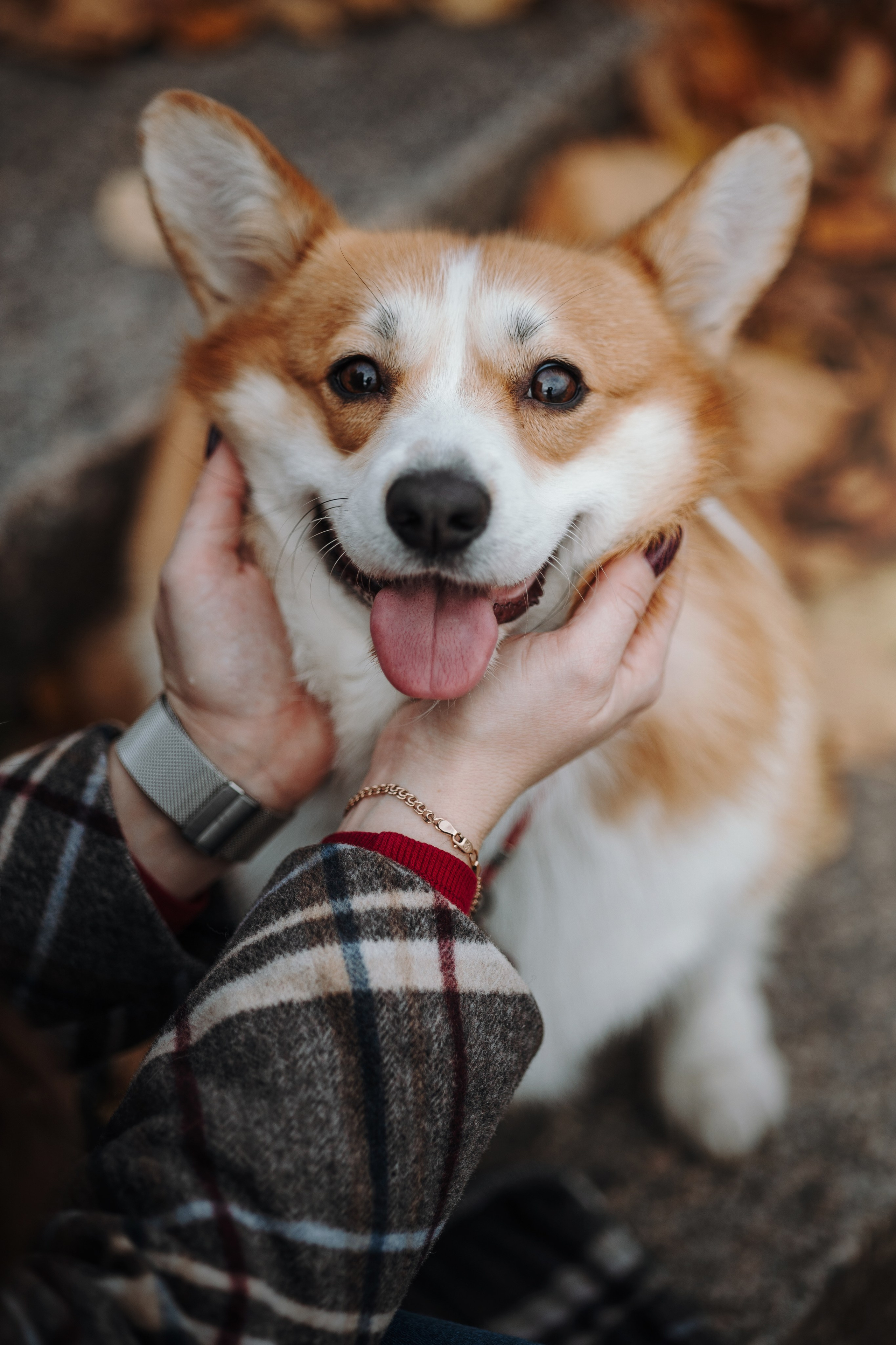 Юля и Терри. Фотограф — Анималист | Санкт-Петербург