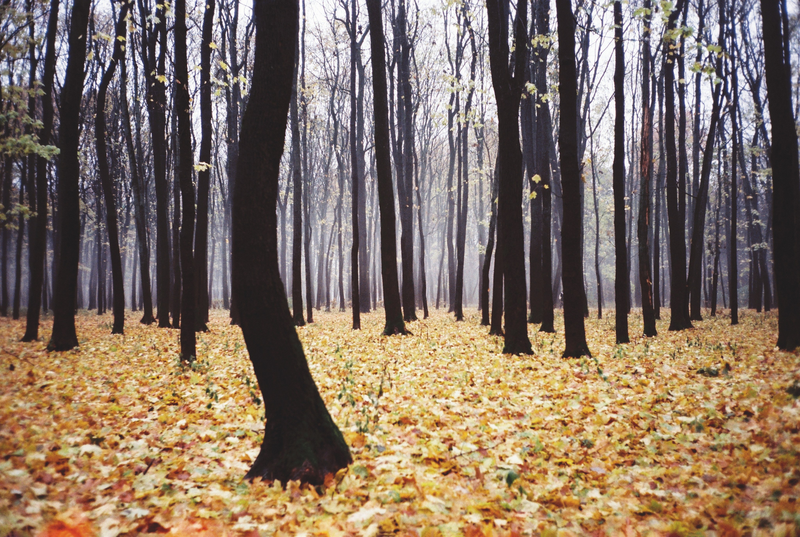 Фотографии цветные. Свадебный и семейный пленочный фотограф в Петербурге Истомина Ирина