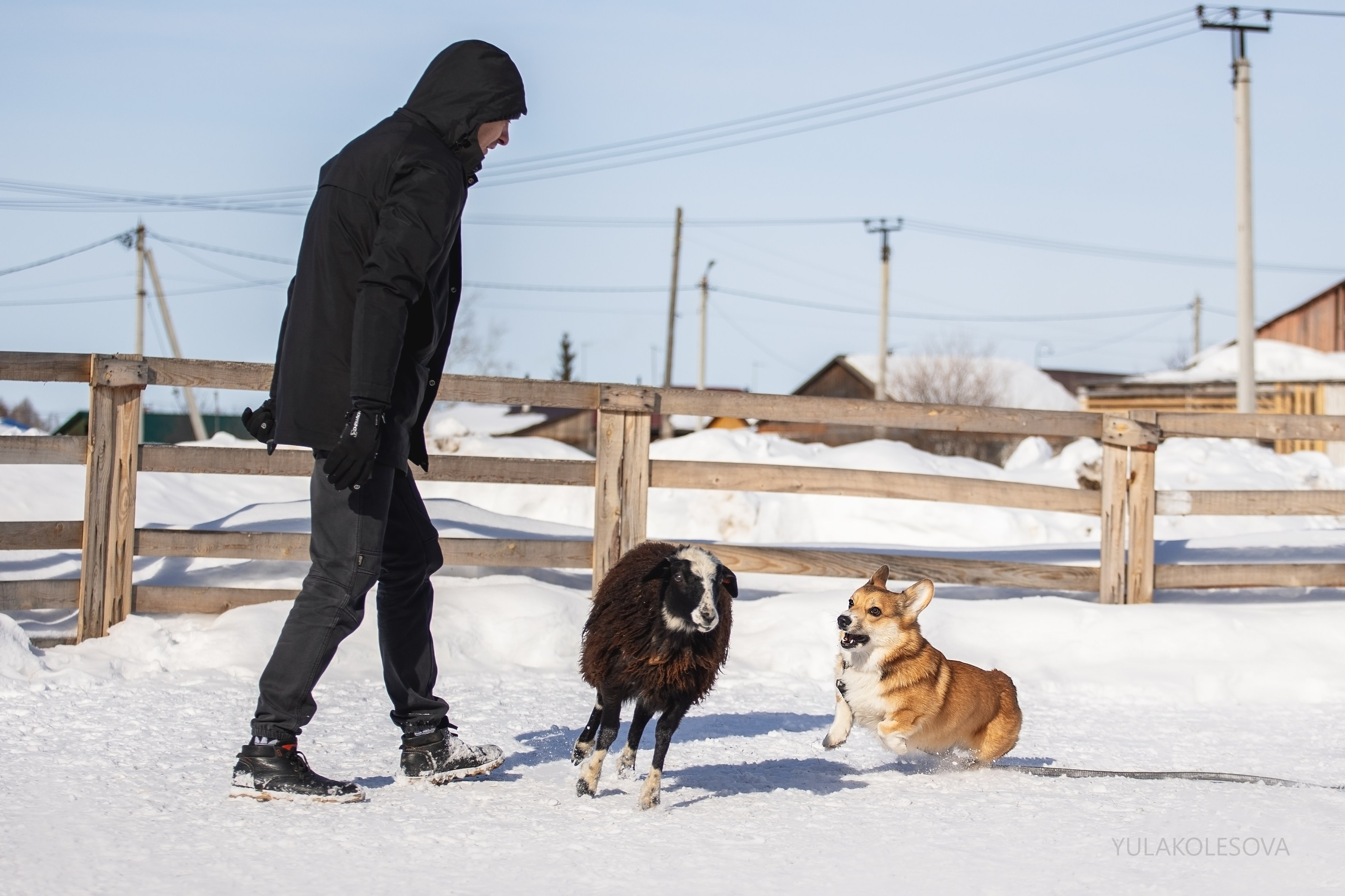 Коргитуса 2.03.2024. YULA KOLESOVA | Фотограф — Анималист | Художник | Тюмень